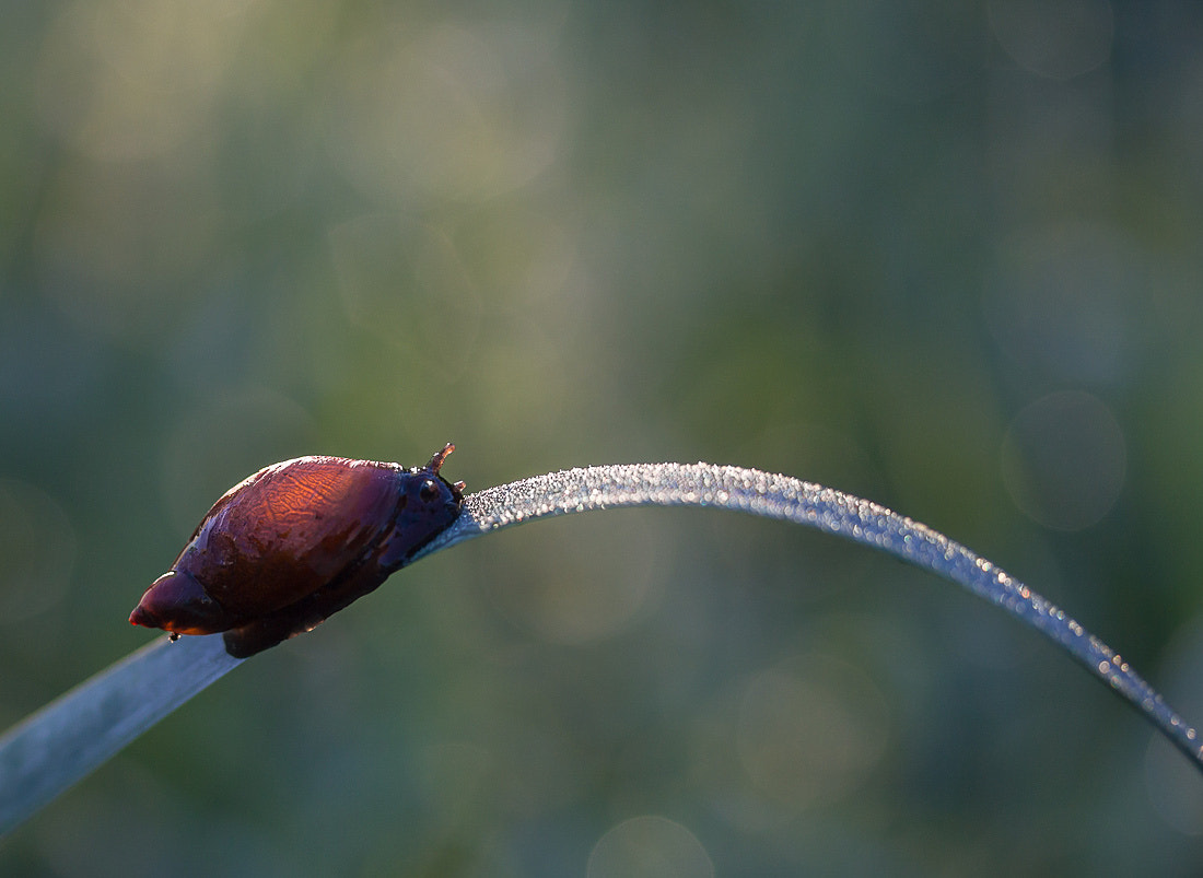 Canon EF-S 60mm F2.8 Macro USM sample photo. *** photography