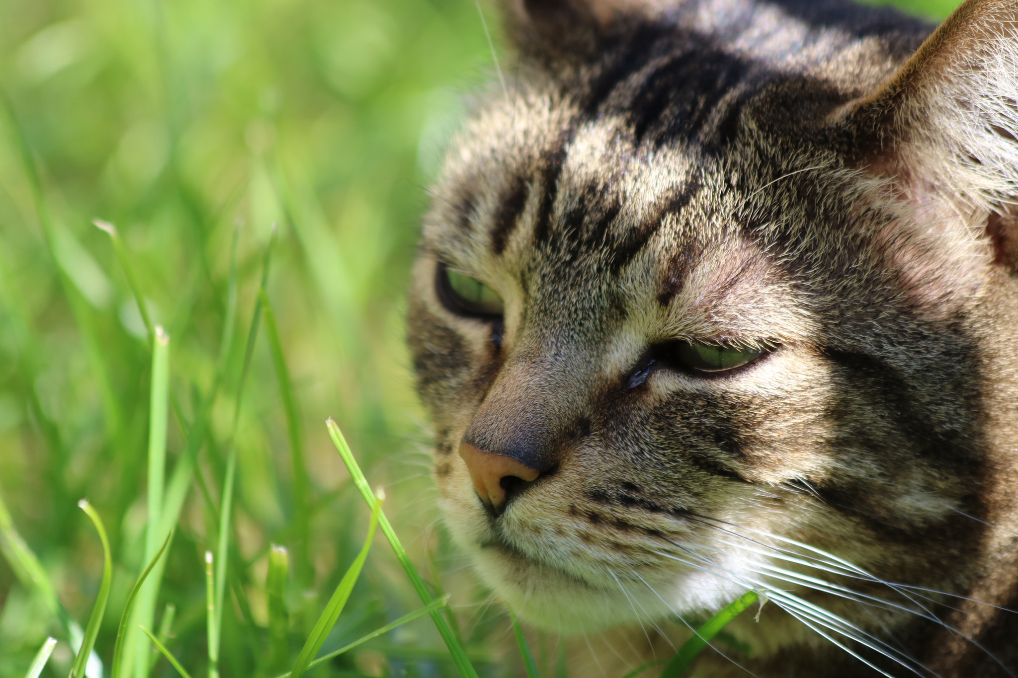 Canon EF 70-300mm F4-5.6 IS USM sample photo. Image photography