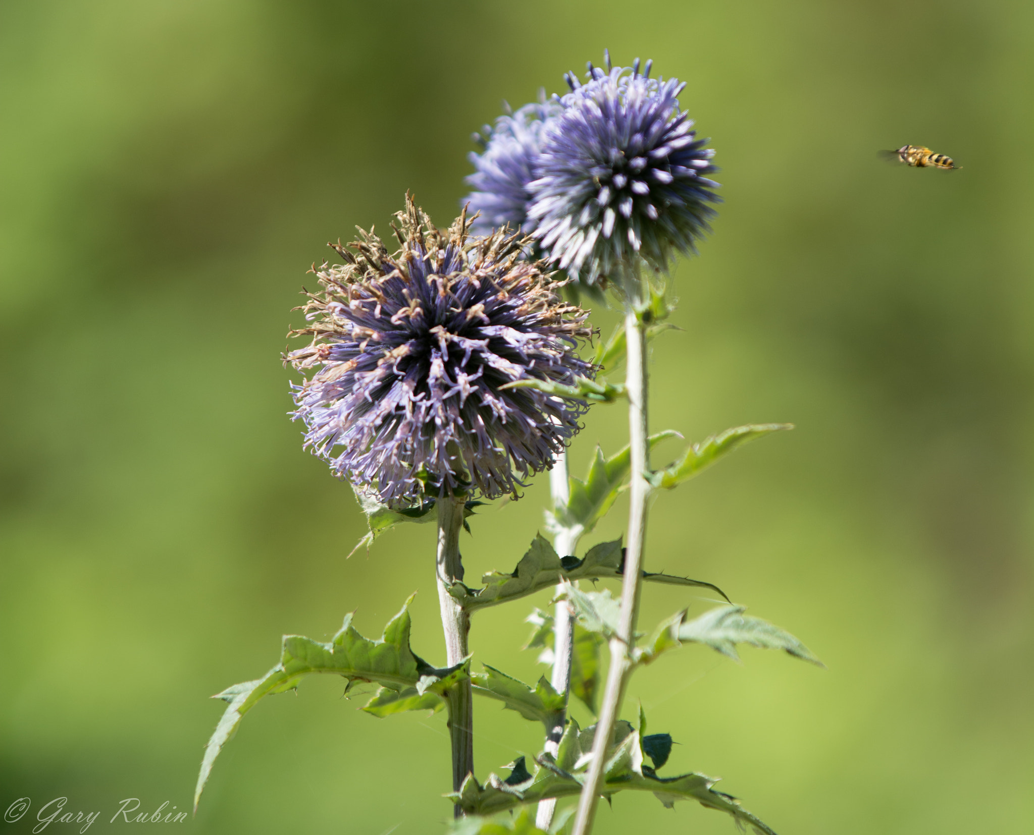 AF-S Zoom-Nikkor 80-200mm f/2.8D IF-ED sample photo. Flower and bee photography