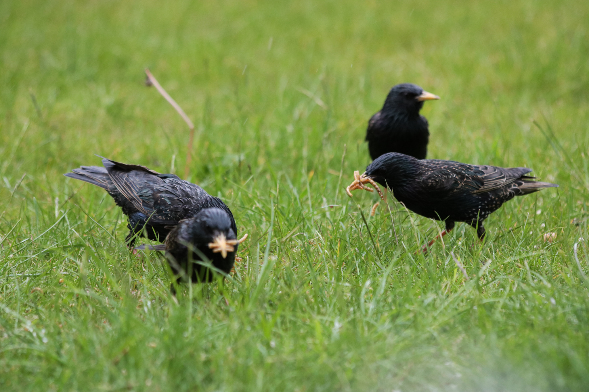Canon EF 70-300mm F4-5.6 IS USM sample photo. () photography