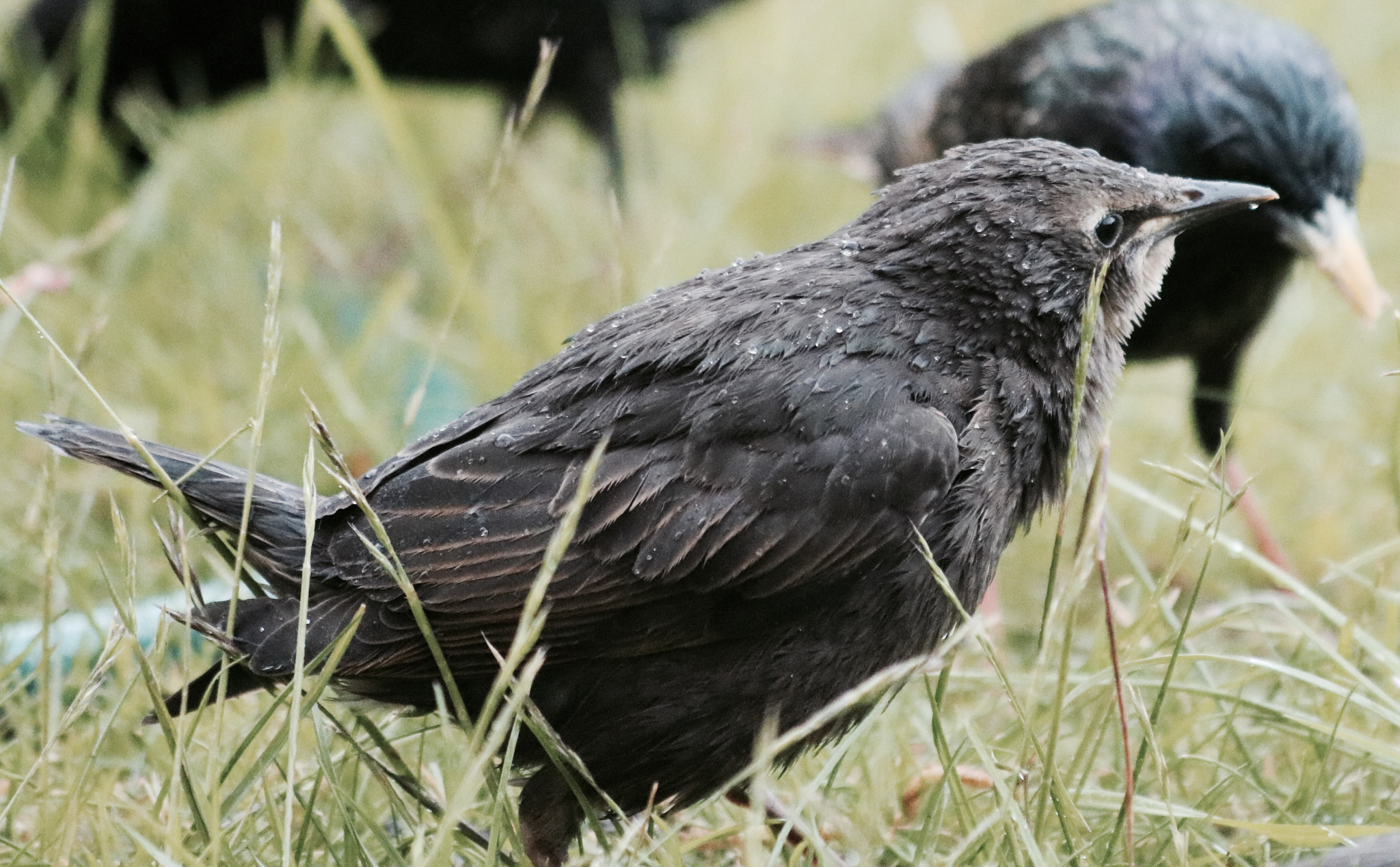 Canon EF 70-300mm F4-5.6 IS USM sample photo. () photography