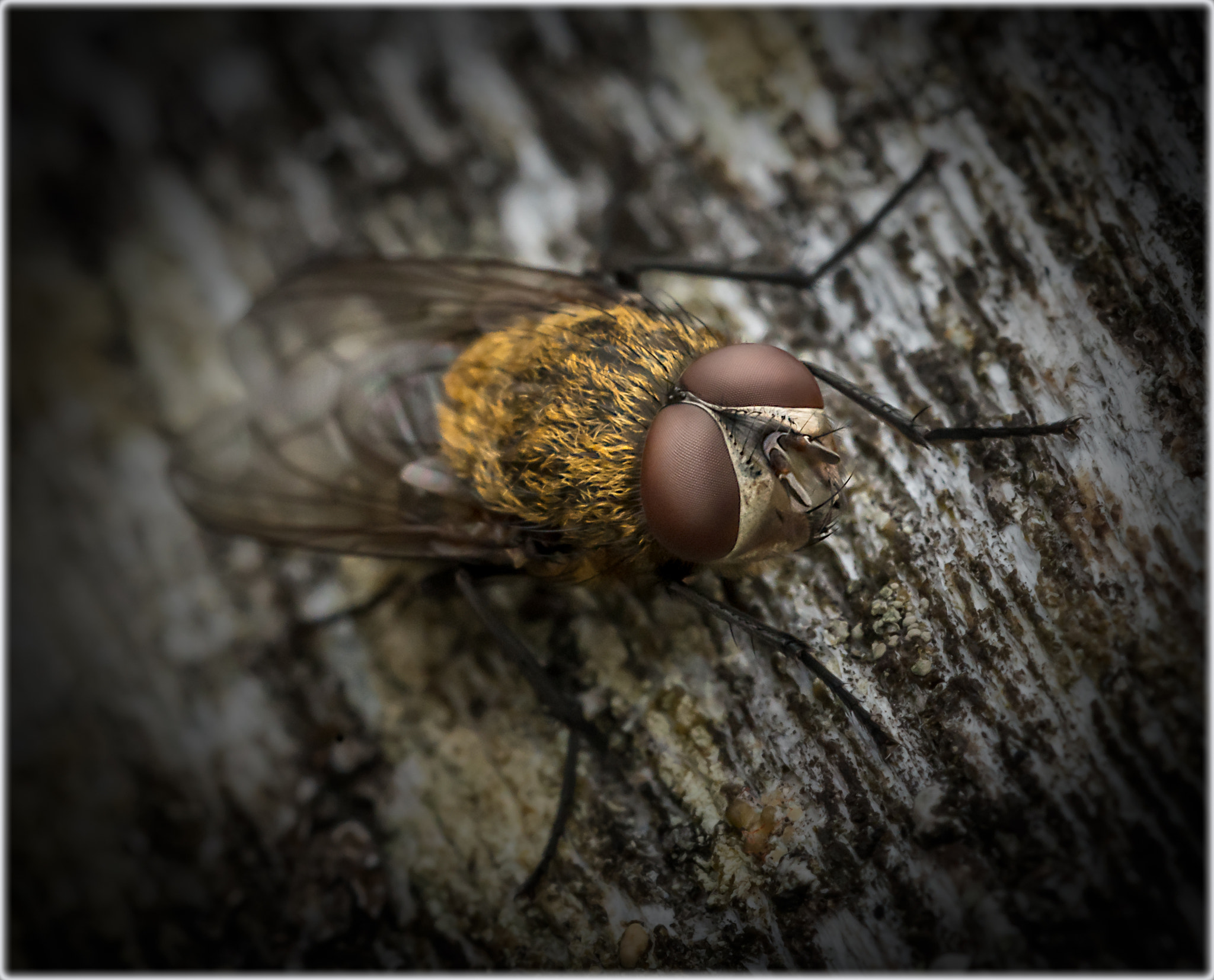 Sigma 150mm F2.8 EX DG OS Macro HSM sample photo. Fly on the bench photography