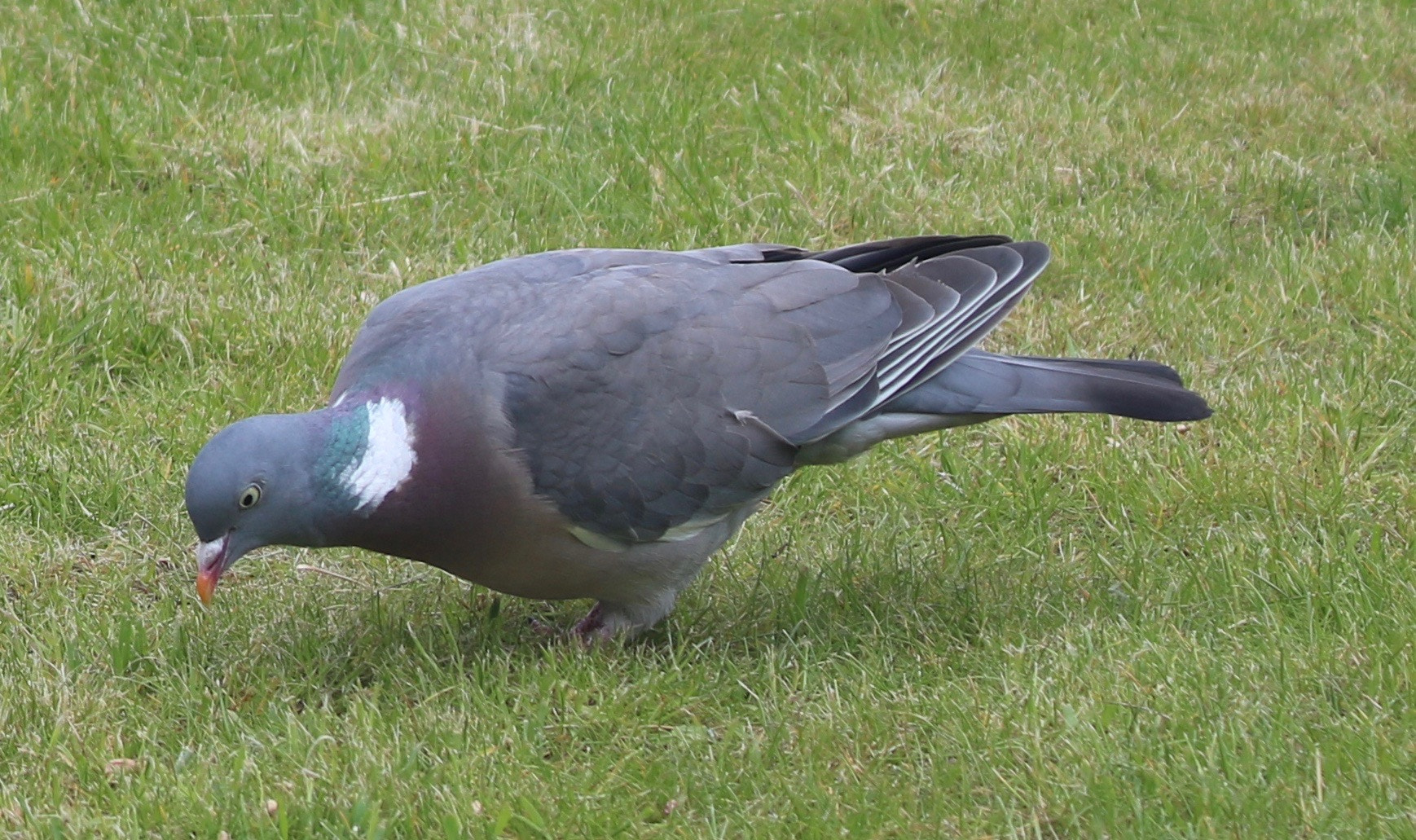 Canon EF 70-300mm F4-5.6 IS USM sample photo. () photography