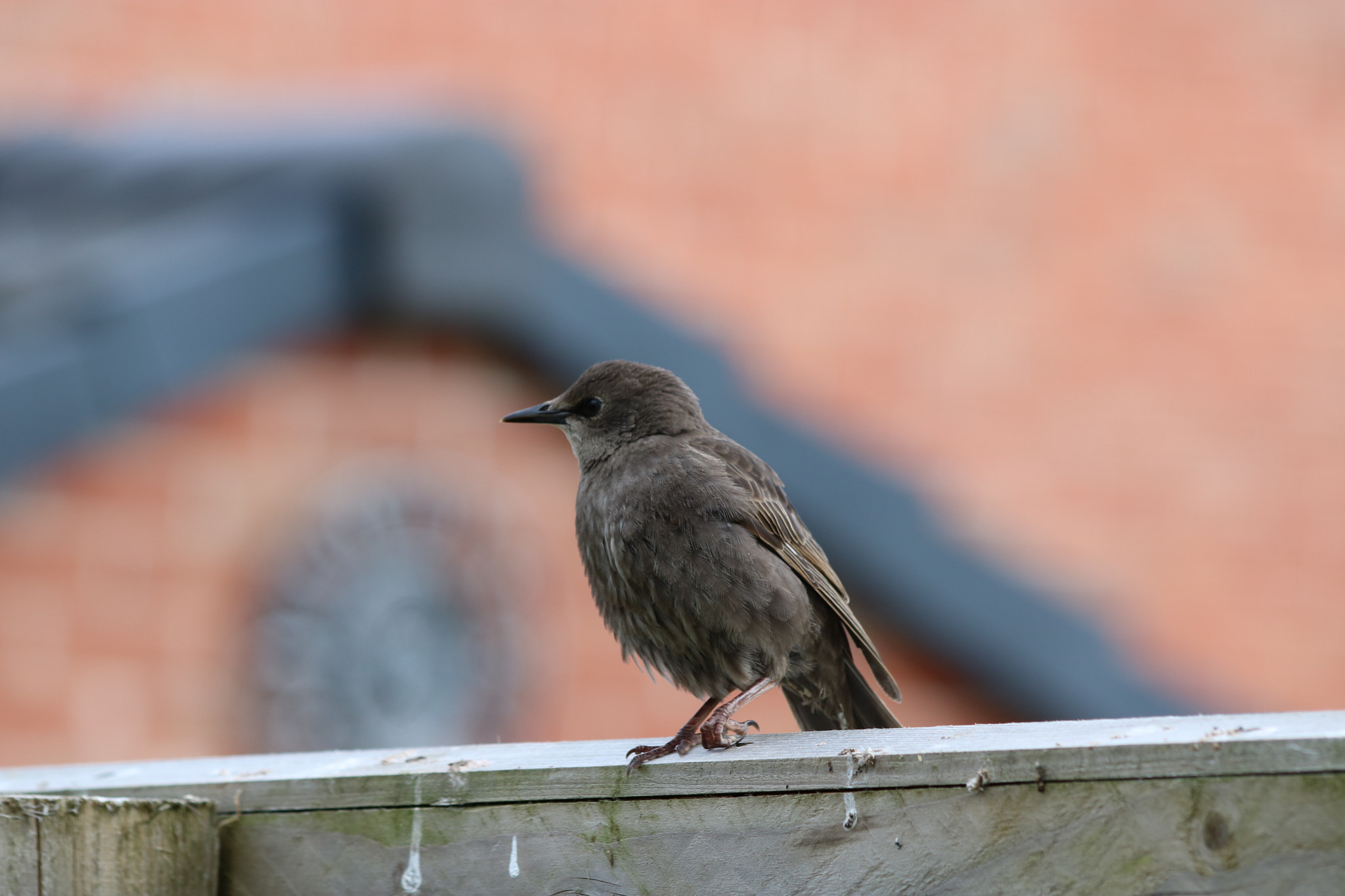 Canon EF 70-300mm F4-5.6 IS USM sample photo. () photography