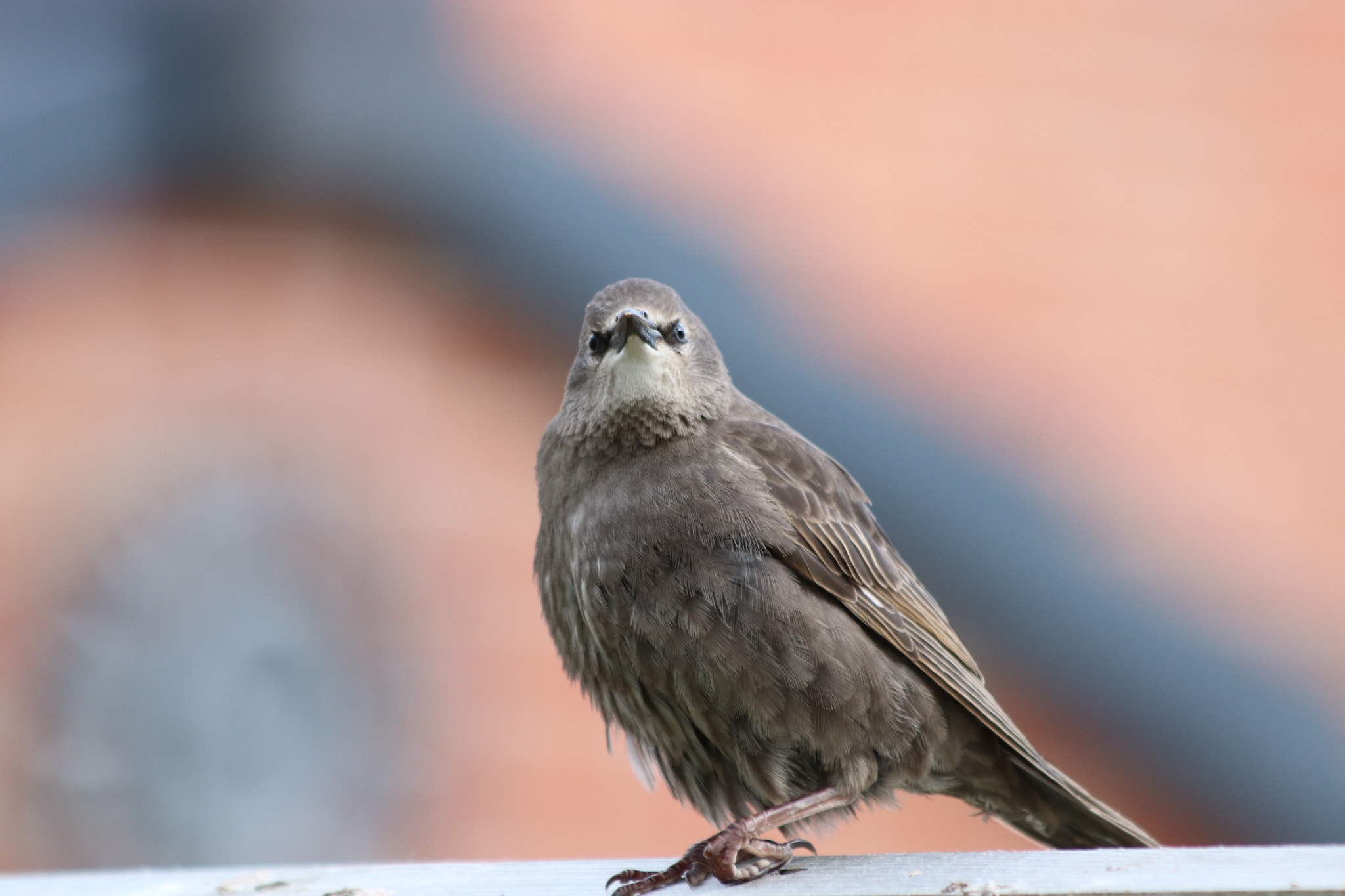 Canon EF 70-300mm F4-5.6 IS USM sample photo. () photography