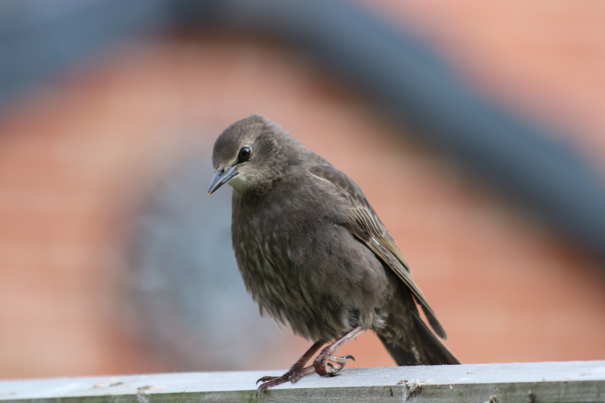 Canon EF 70-300mm F4-5.6 IS USM sample photo. () photography