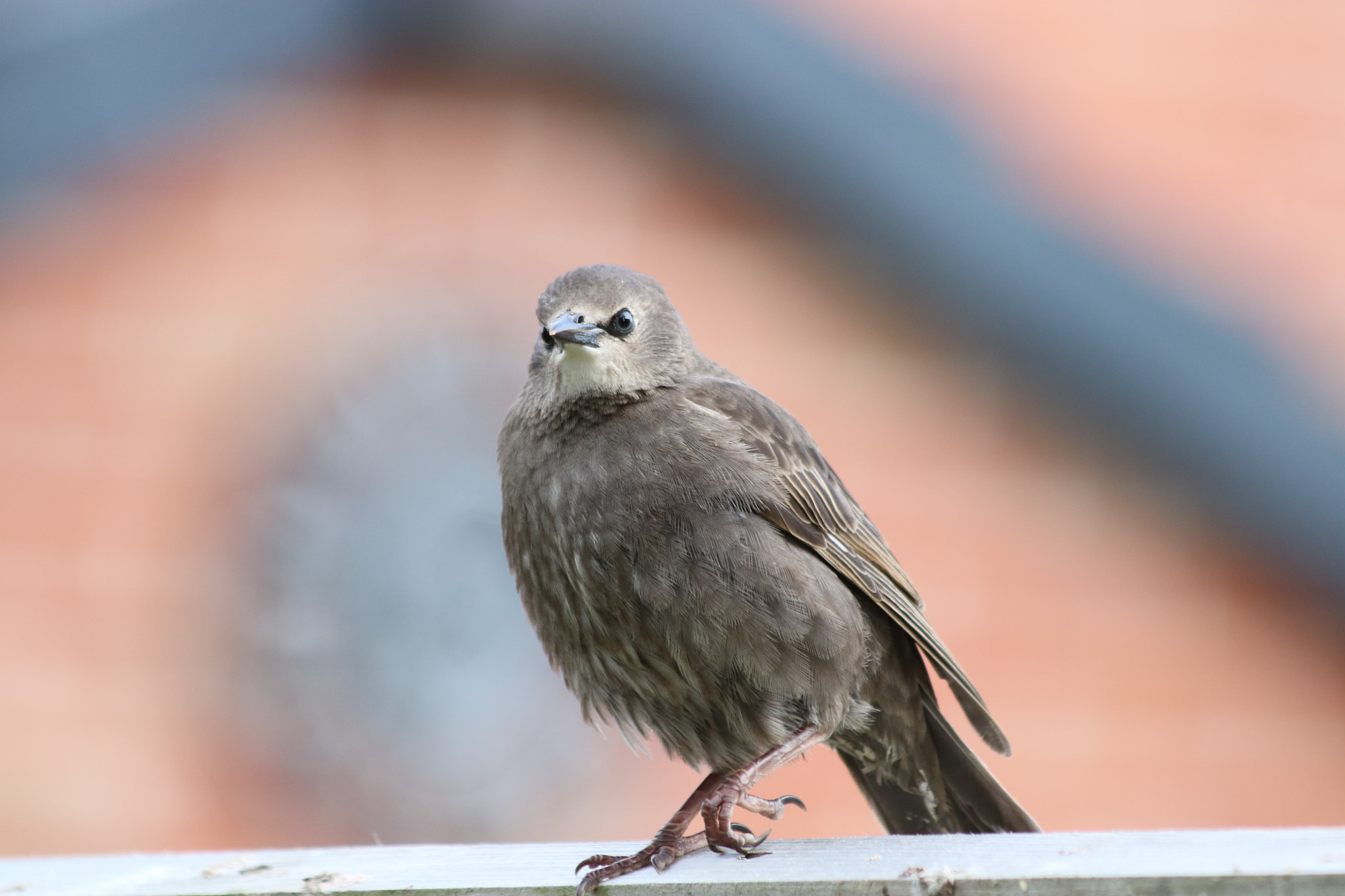 Canon EF 70-300mm F4-5.6 IS USM sample photo. () photography