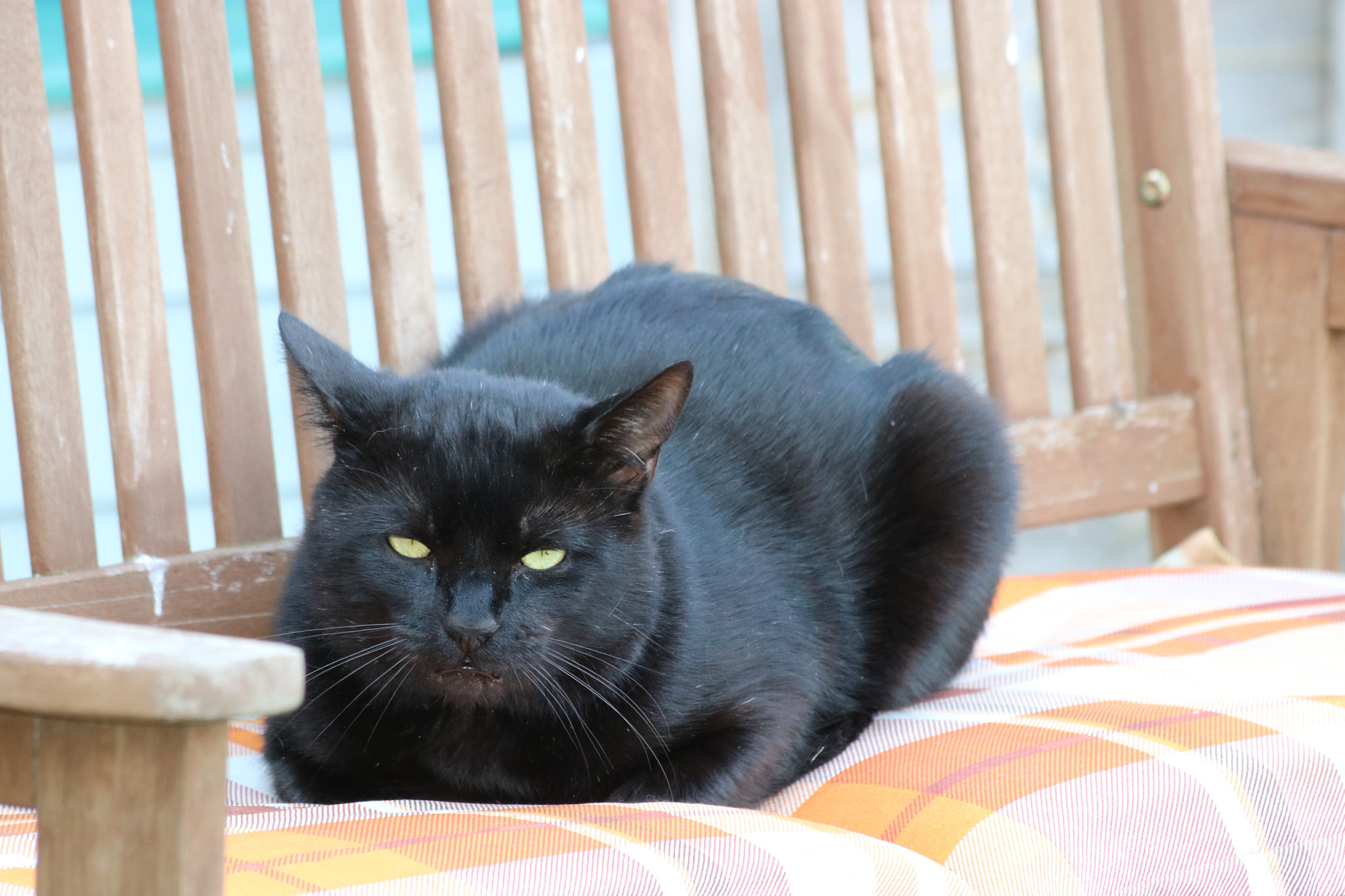Canon EF 70-300mm F4-5.6 IS USM sample photo. () photography