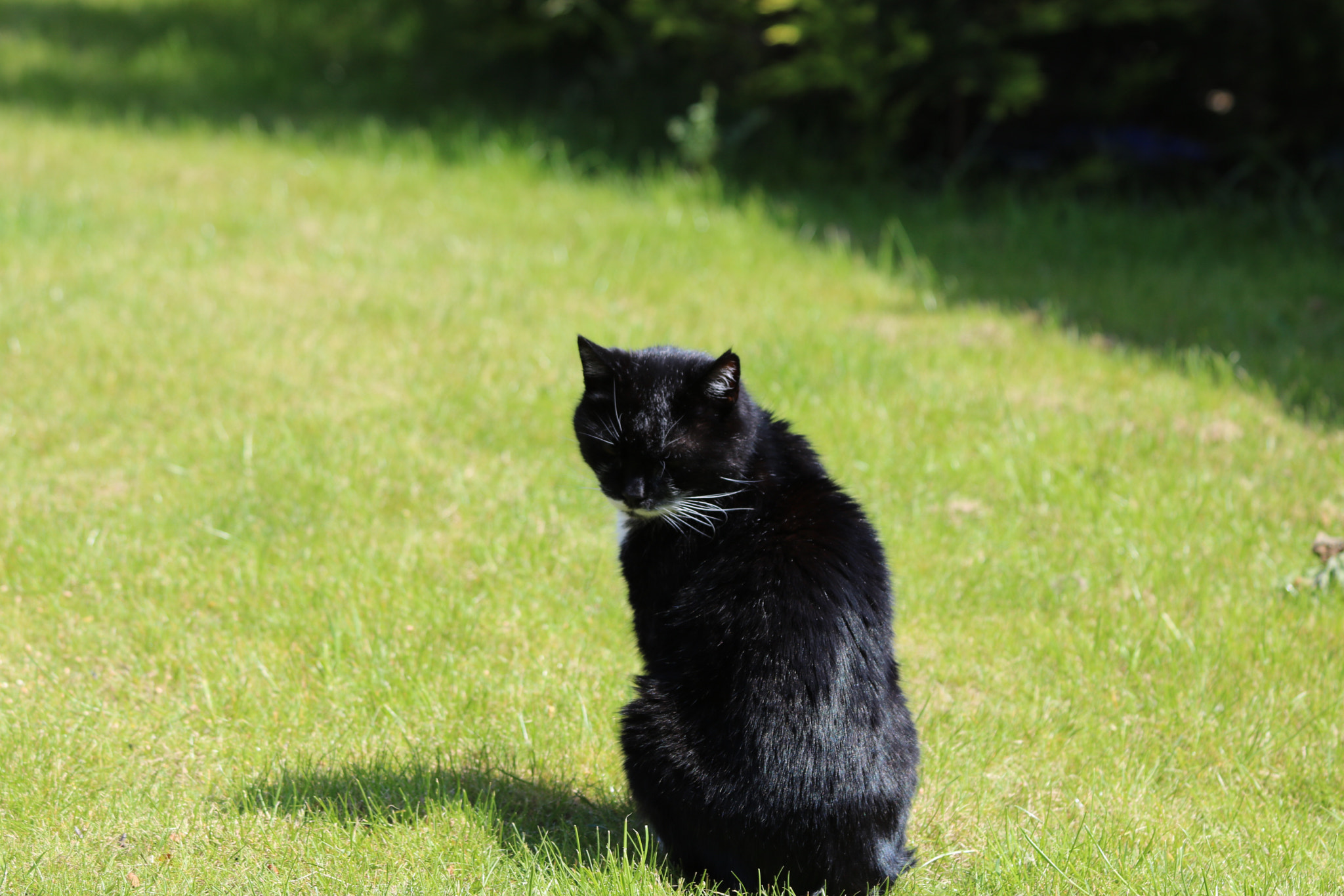 Canon EOS 750D (EOS Rebel T6i / EOS Kiss X8i) sample photo. () photography