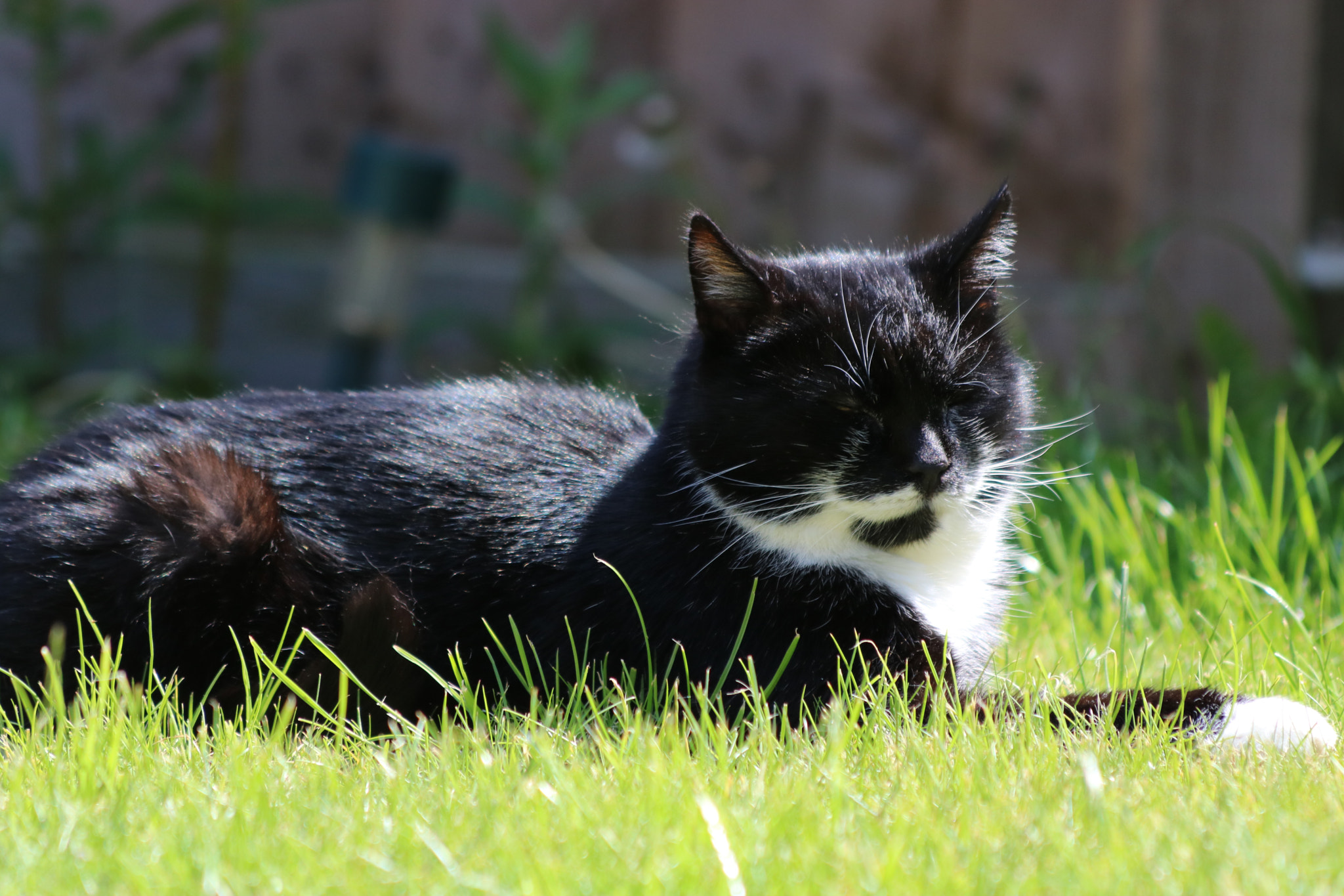 Canon EF 70-300mm F4-5.6 IS USM sample photo. () photography