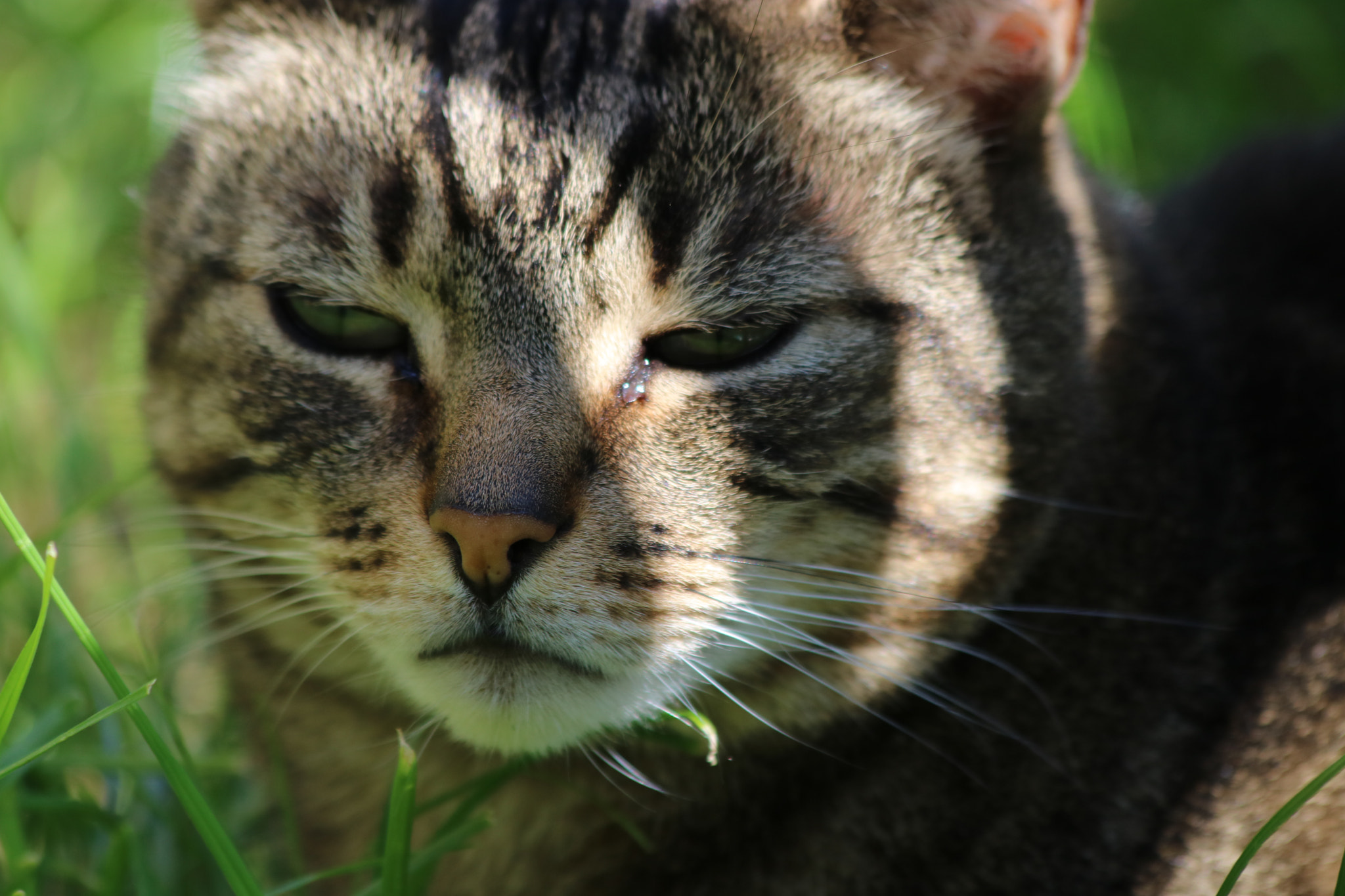 Canon EF 70-300mm F4-5.6 IS USM sample photo. () photography