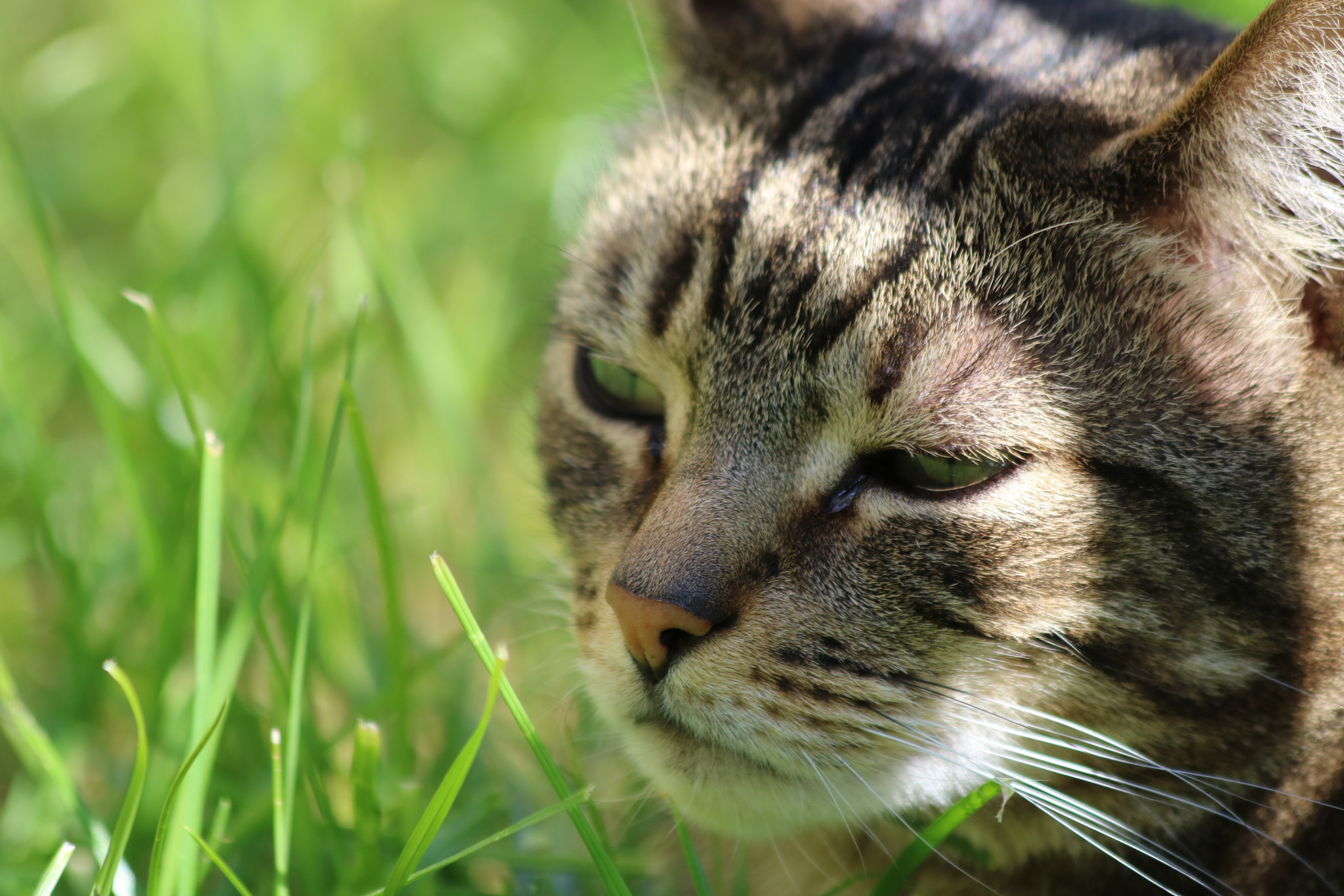 Canon EF 70-300mm F4-5.6 IS USM sample photo. () photography