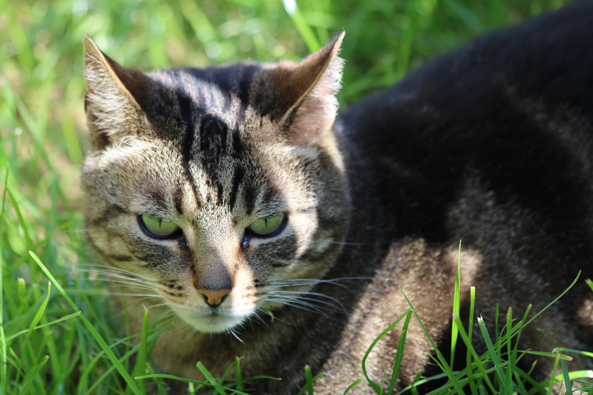Canon EF 70-300mm F4-5.6 IS USM sample photo. () photography