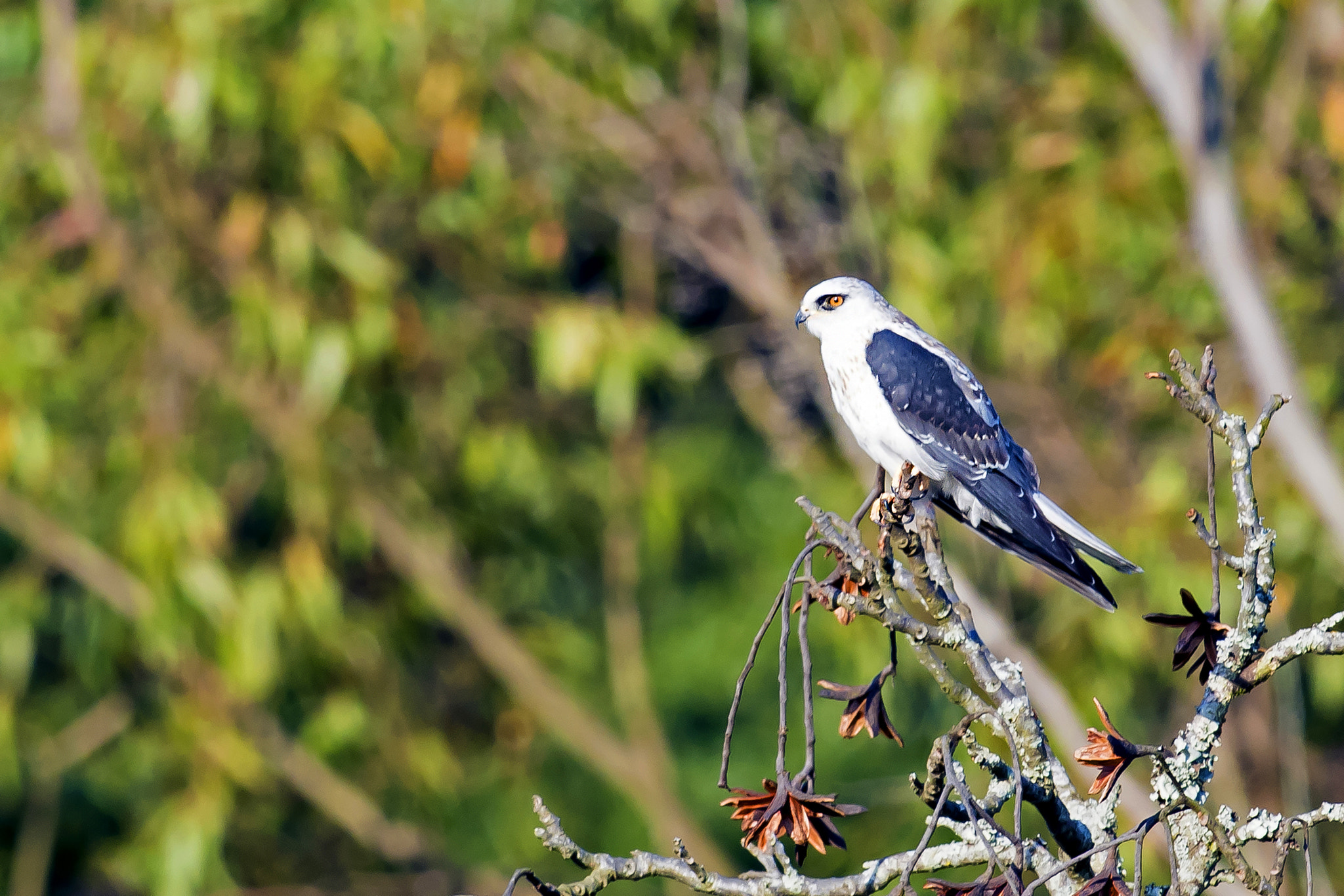 Nikon AF-S Nikkor 800mm F5.6E FL ED VR sample photo. White-tailed kite photography