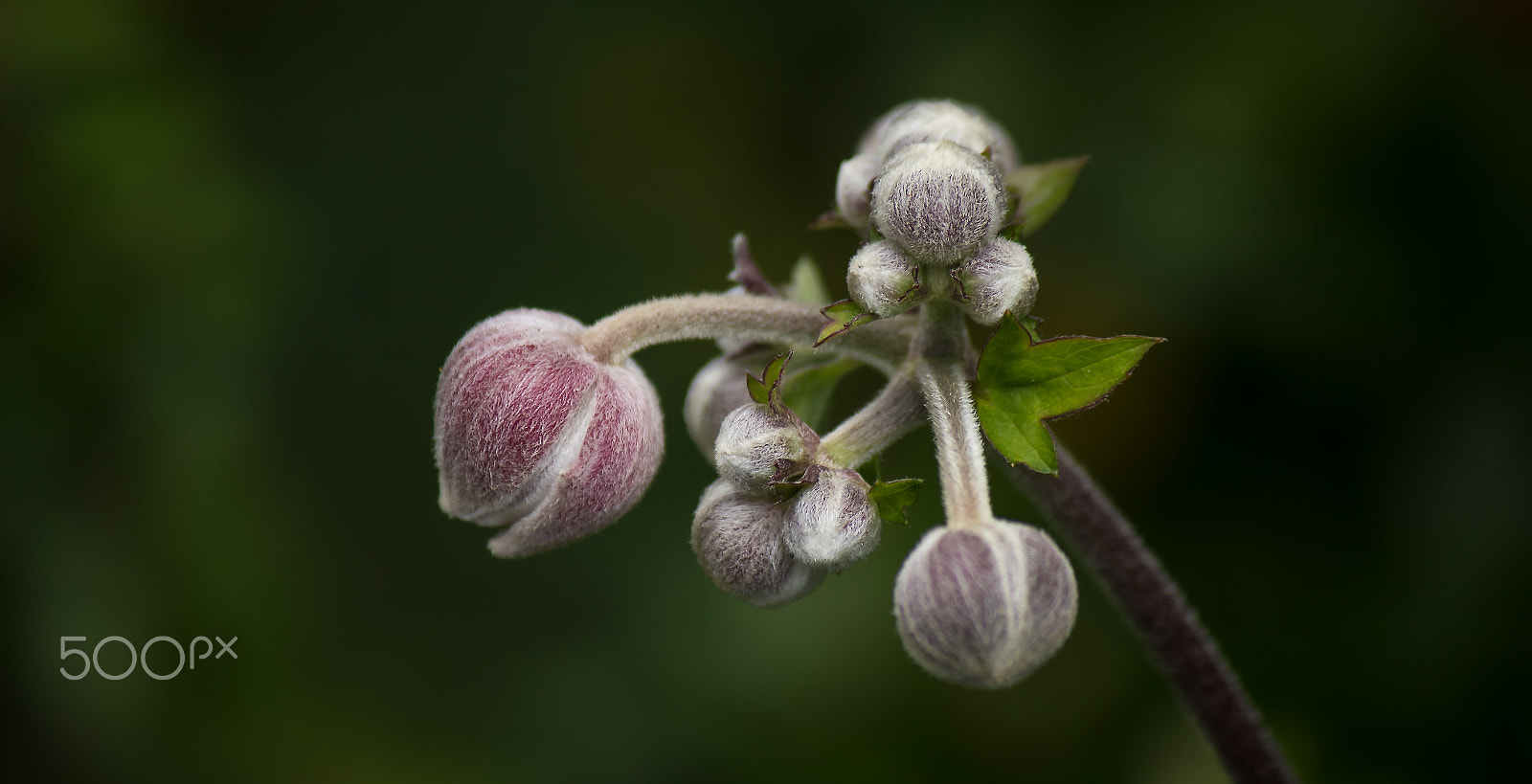 Canon EF-S 55-250mm F4-5.6 IS sample photo. Beautiful nature photography