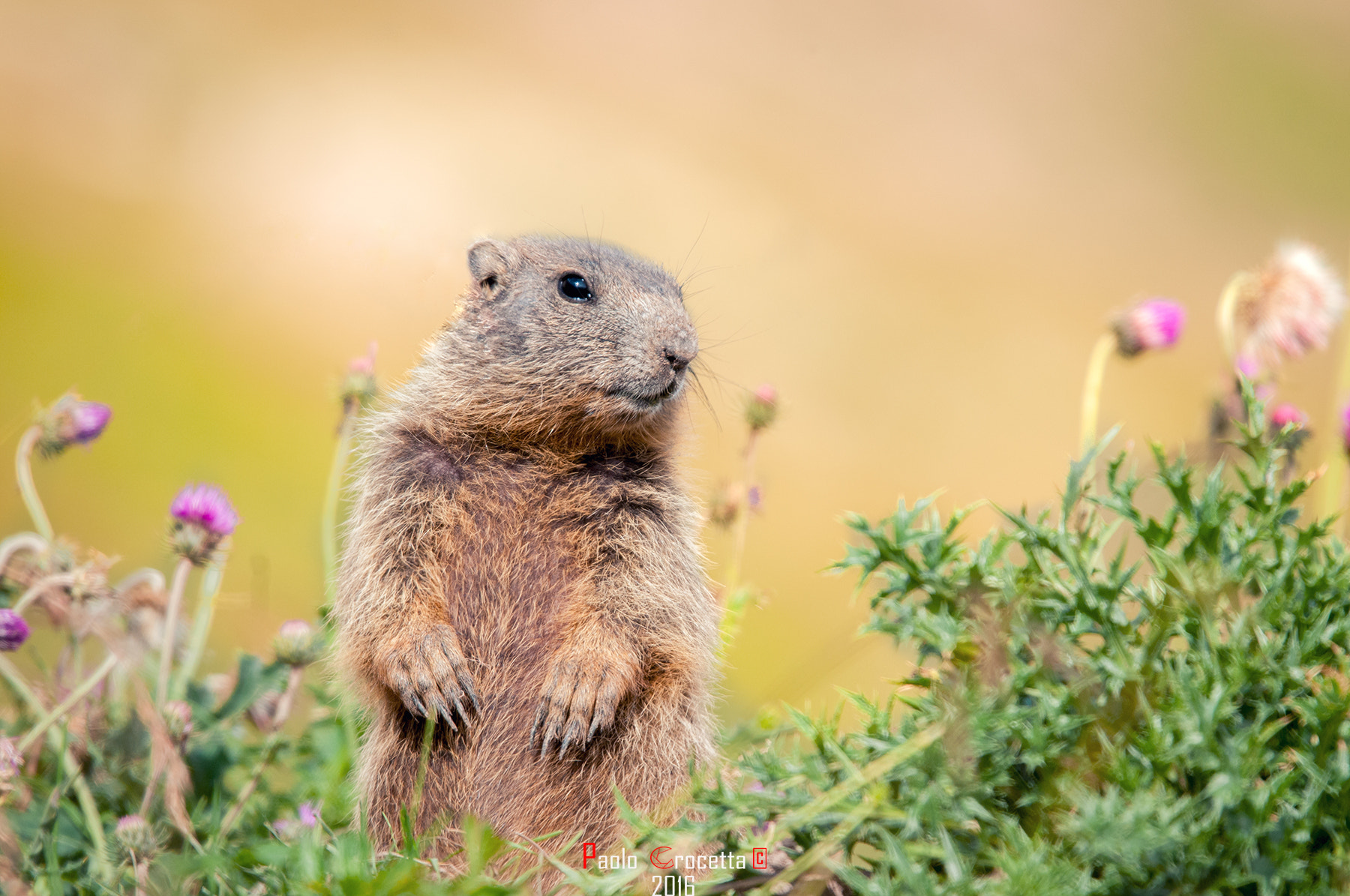 Sigma 150-600mm F5-6.3 DG OS HSM | S sample photo. Curios marmot photography