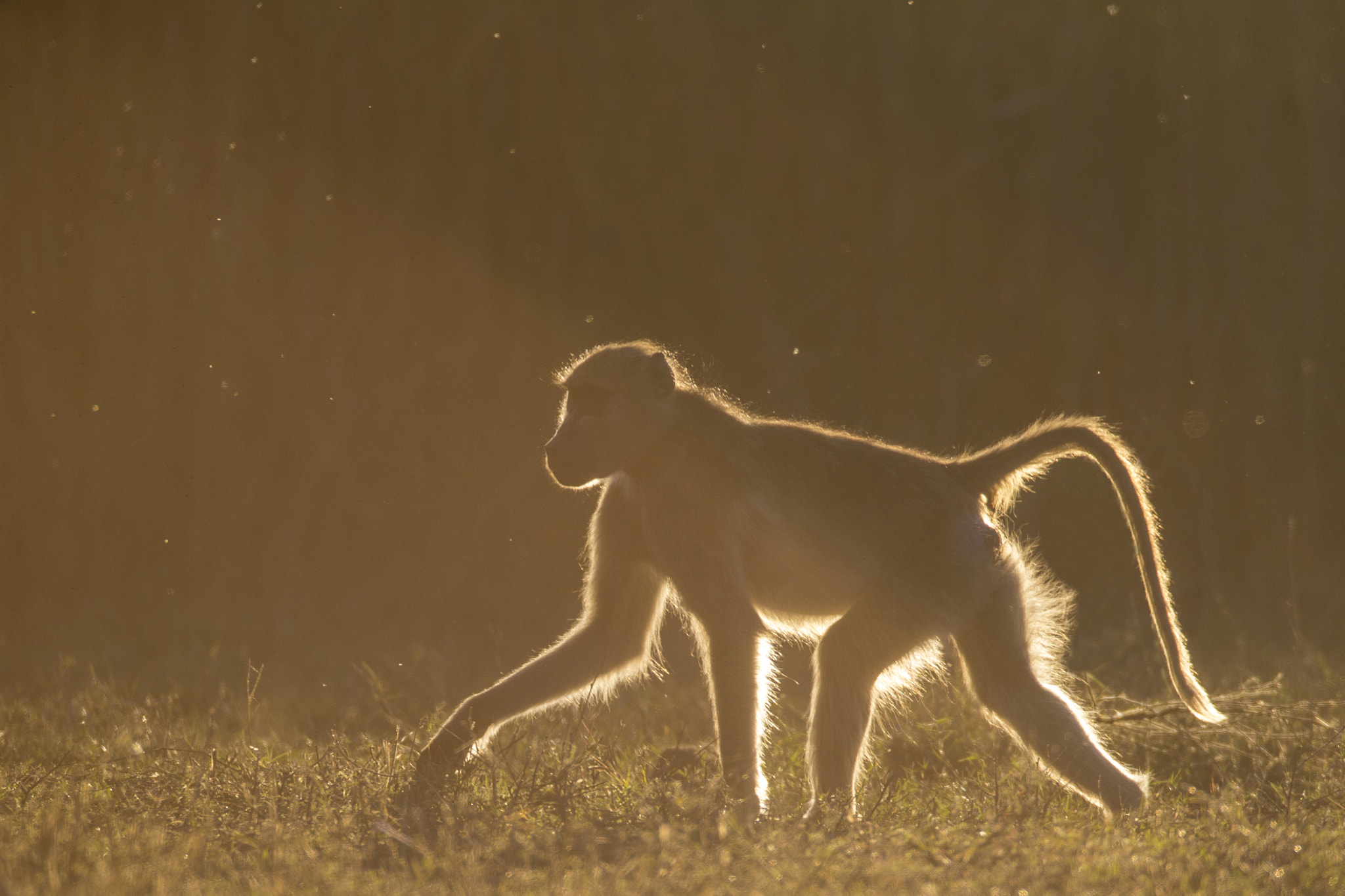 Canon EOS-1D X + Canon EF 600mm F4L IS USM sample photo. Baboon photography