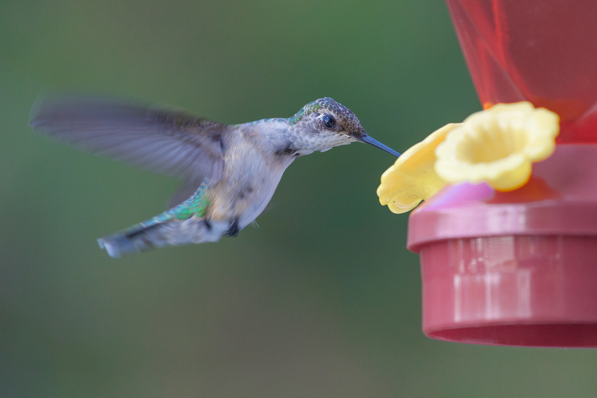 Canon EF 100-400mm F4.5-5.6L IS USM sample photo. Juvenile ruby throated hummingbird photography