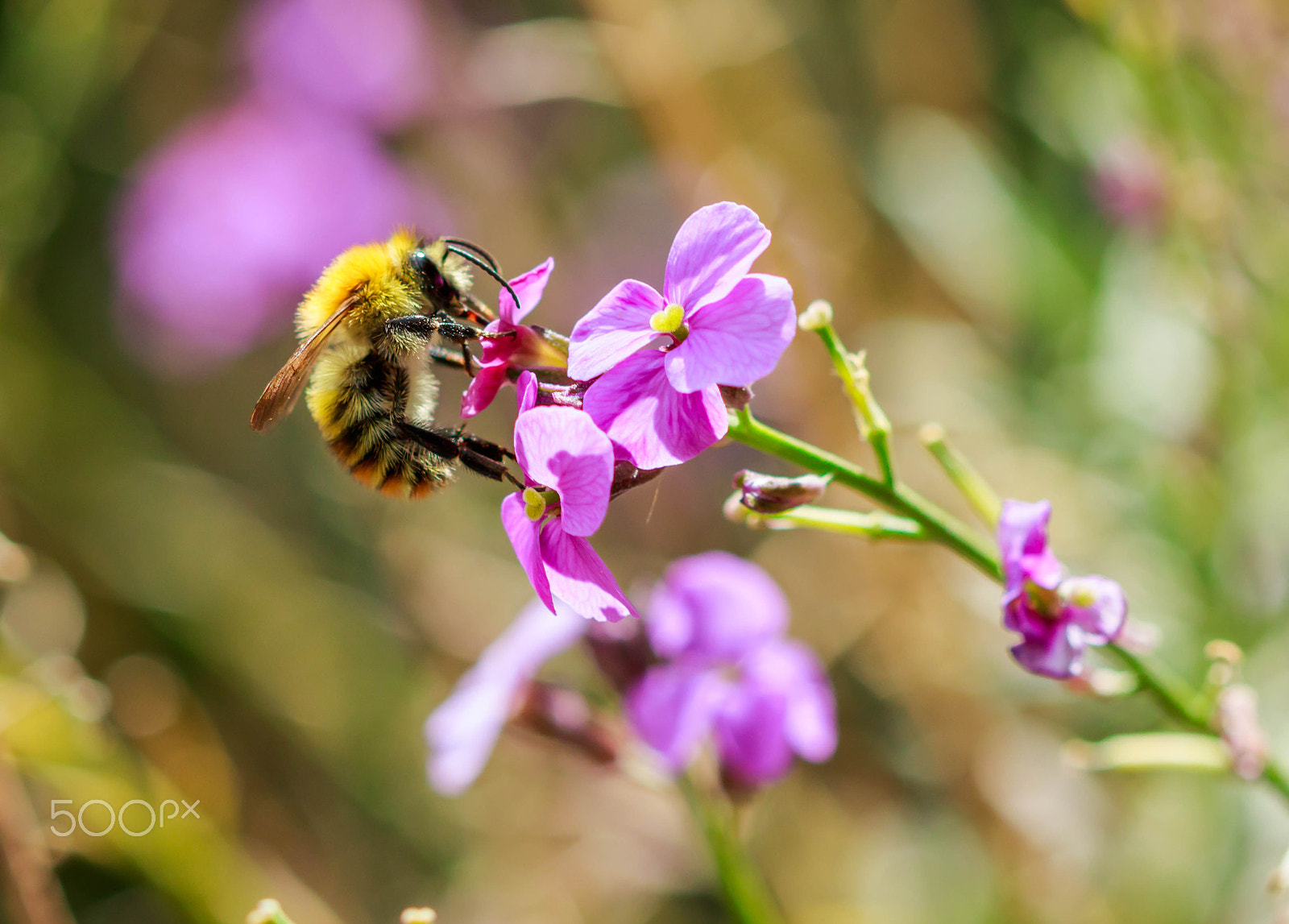 Canon EF 100mm F2.8 Macro USM sample photo. Bee on flower left photography