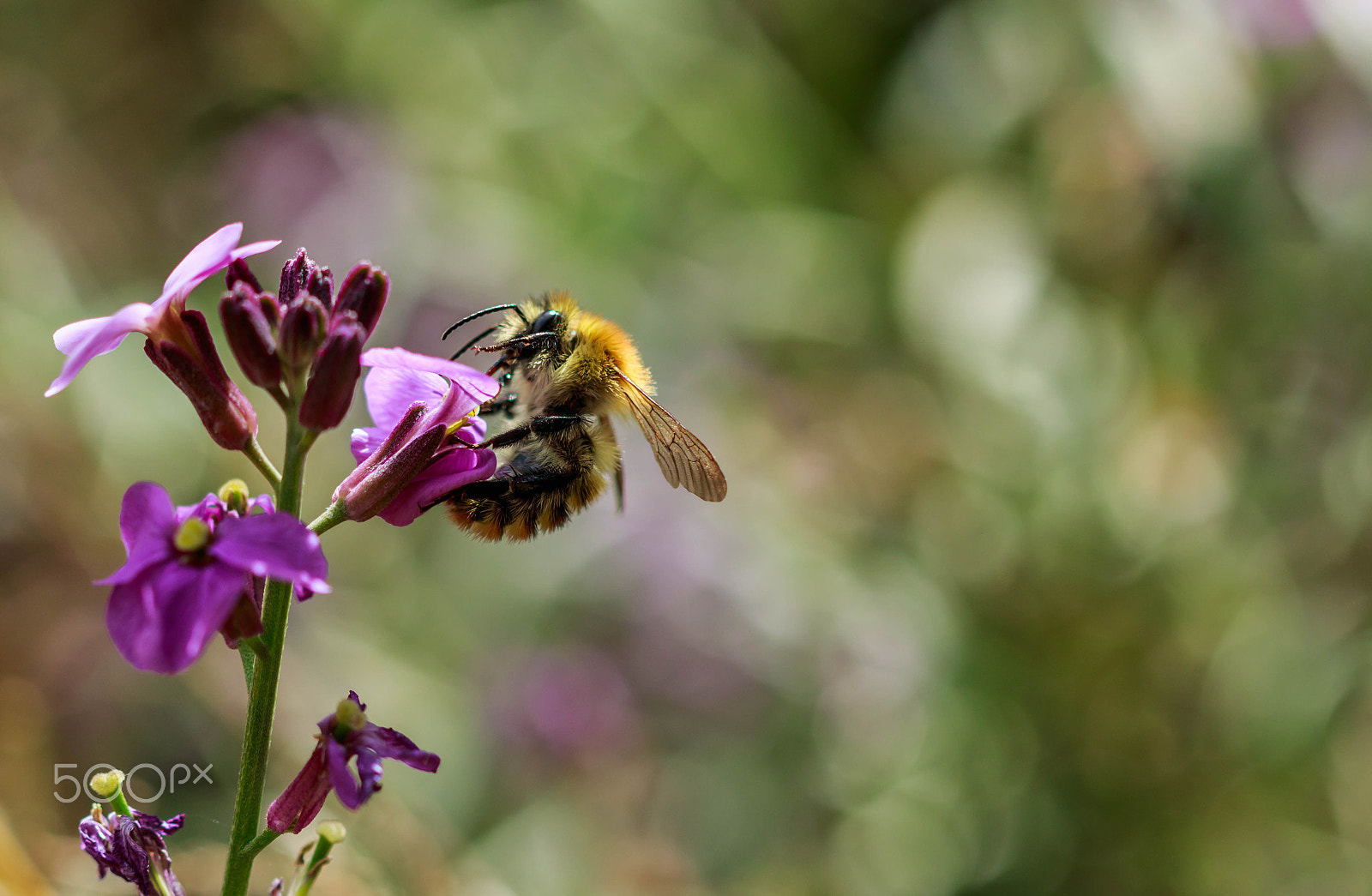 Canon EF 100mm F2.8 Macro USM sample photo. Bee on flower right photography