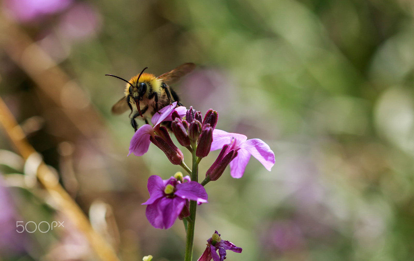 Canon EF 100mm F2.8 Macro USM sample photo. Bee on flower sneeky look photography