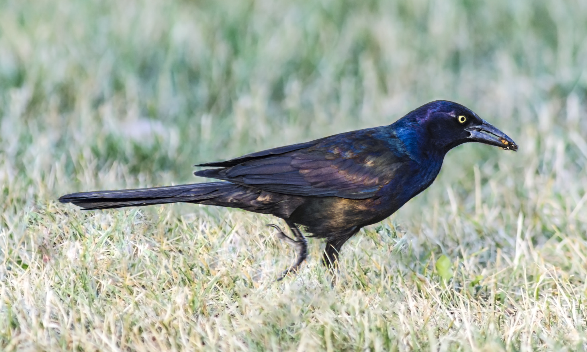 AF Nikkor 300mm f/4 IF-ED sample photo. Iridescence photography