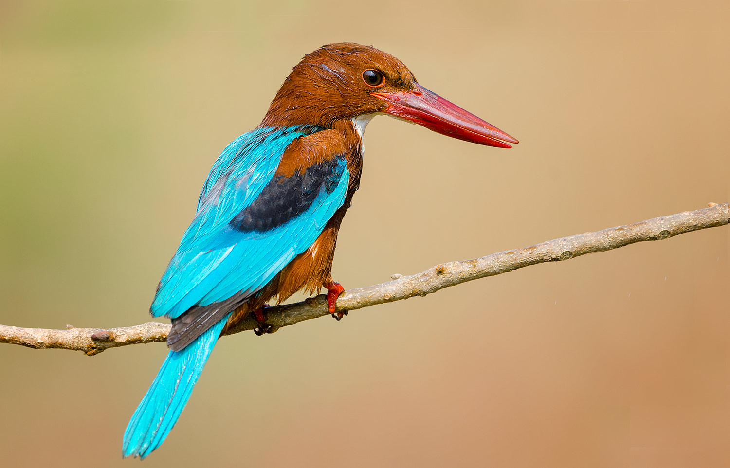 Nikon D7000 + Nikon AF-S Nikkor 500mm F4G ED VR sample photo. White throated kingfisher photography