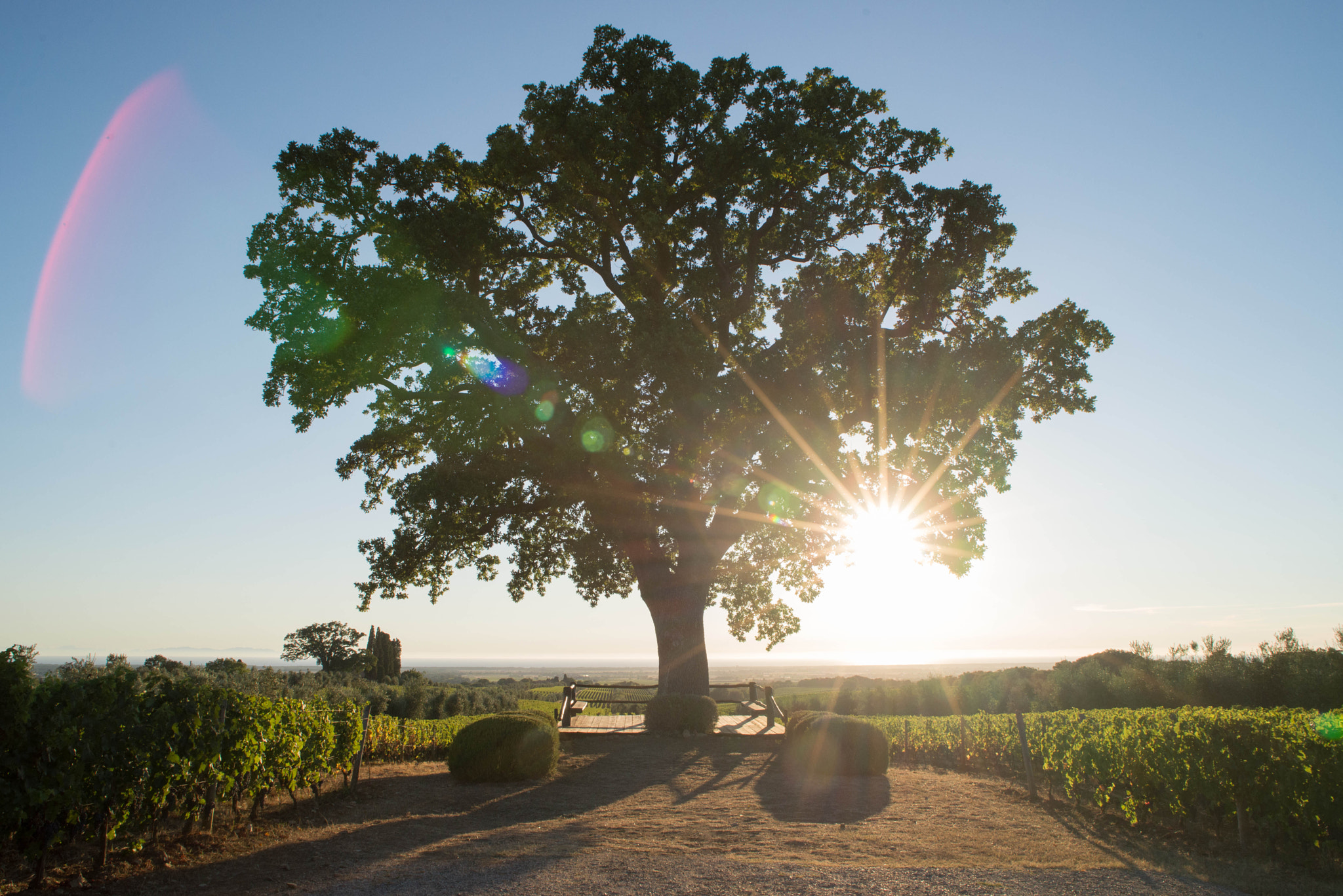 Nikon D610 + Sigma 24-70mm F2.8 EX DG Macro sample photo. La grande quercia dell'ornellaia photography