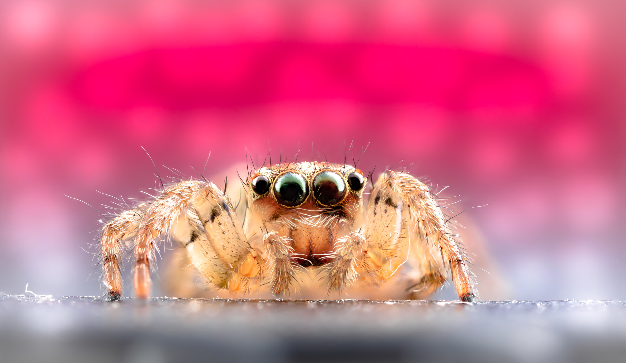 Canon EOS 5DS + Canon MP-E 65mm F2.5 1-5x Macro Photo sample photo. Jumping spider photography