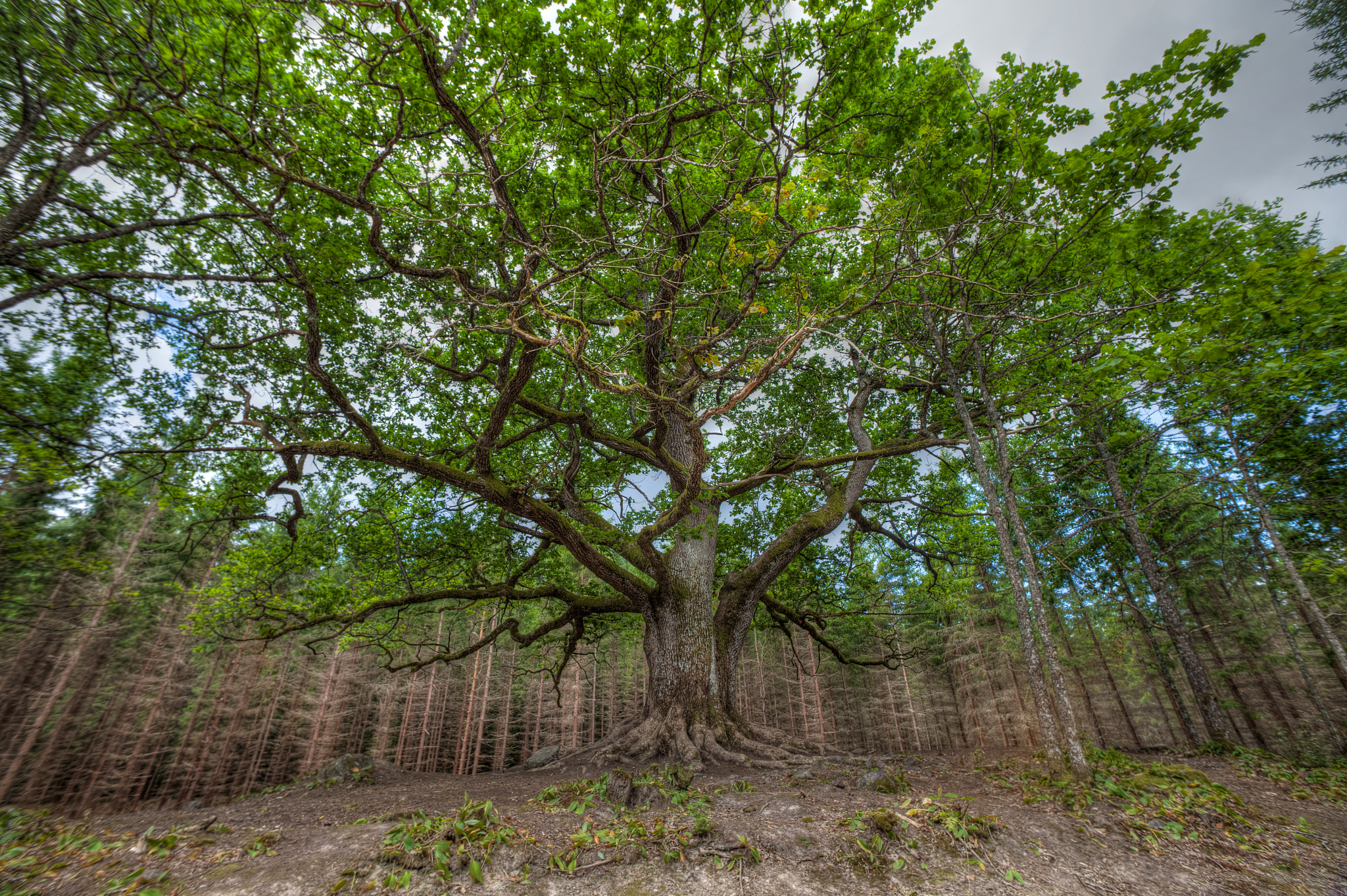 Canon EOS 5D Mark II + Sigma 14mm f/2.8 EX Aspherical HSM sample photo. Tree of life photography