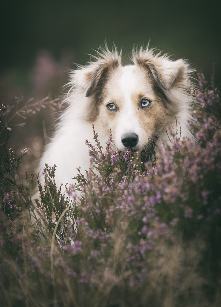 Canon EOS-1D Mark III sample photo. Shetland sheepdog photography