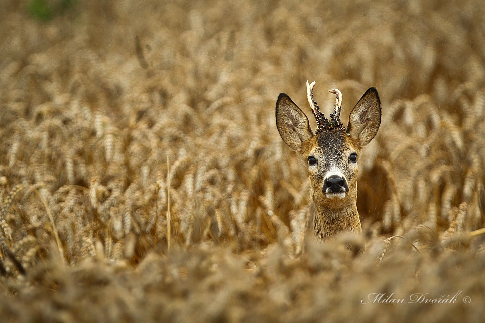 Canon EOS 7D Mark II sample photo. Another devil in the wheat photography
