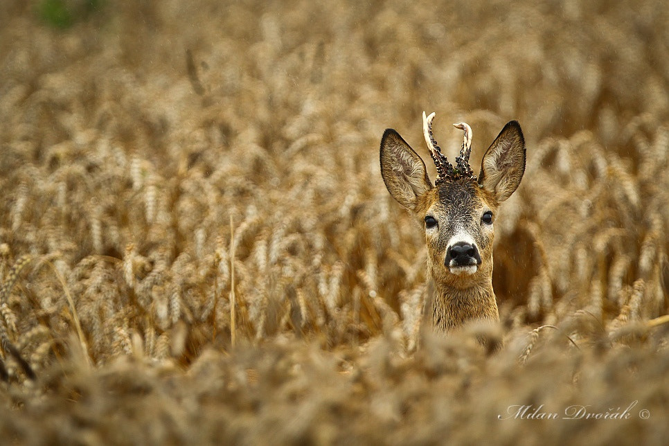 Canon EF 300mm F2.8L IS USM sample photo. Another devil in the wheat photography