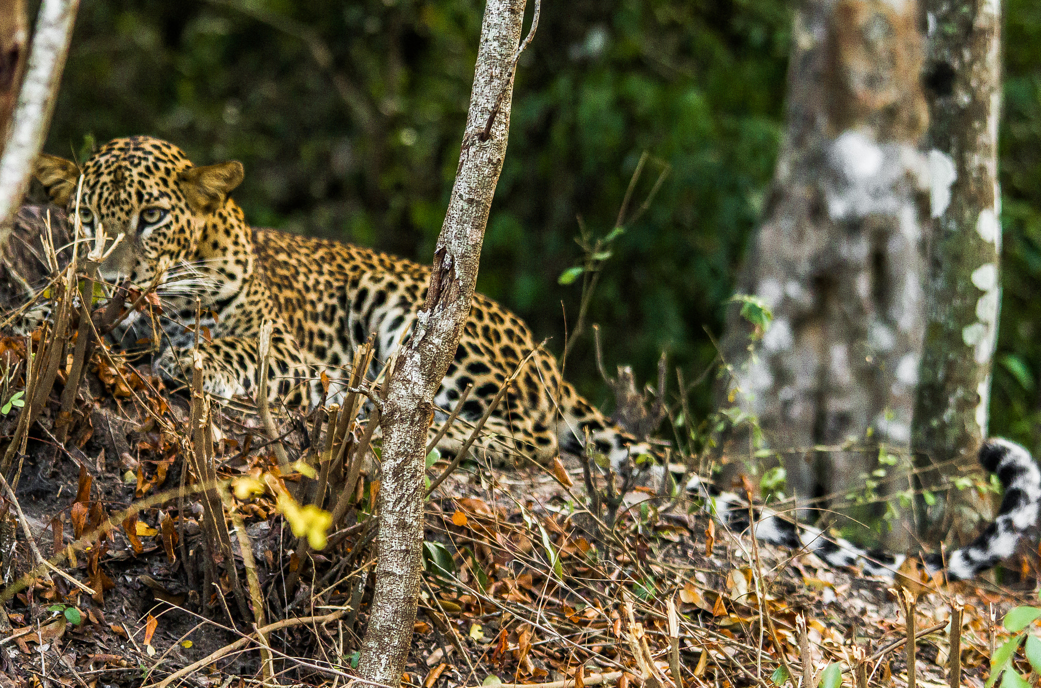 Sigma 150-500mm F5-6.3 DG OS HSM sample photo. The sri lankan leopard photography