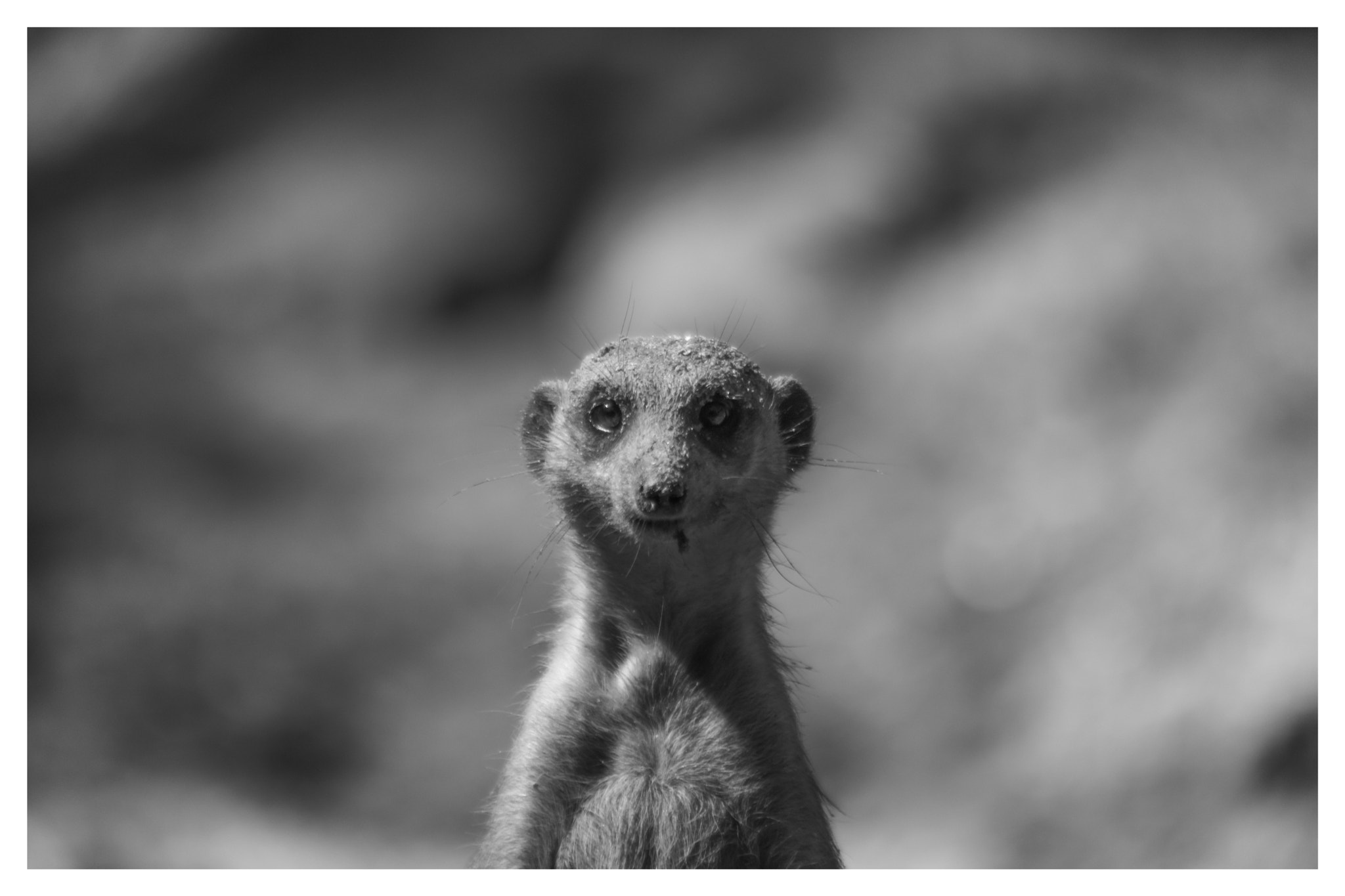 Canon EOS 5D Mark II sample photo. Meerkat portrait photography