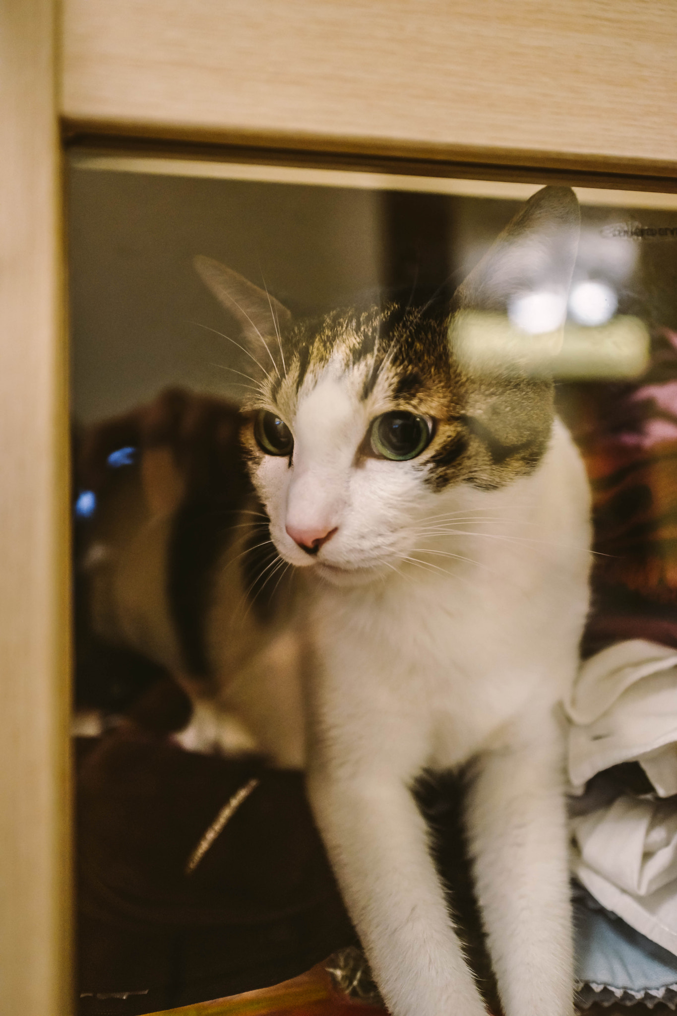 Sony a99 II sample photo. My cat is in the closet photography