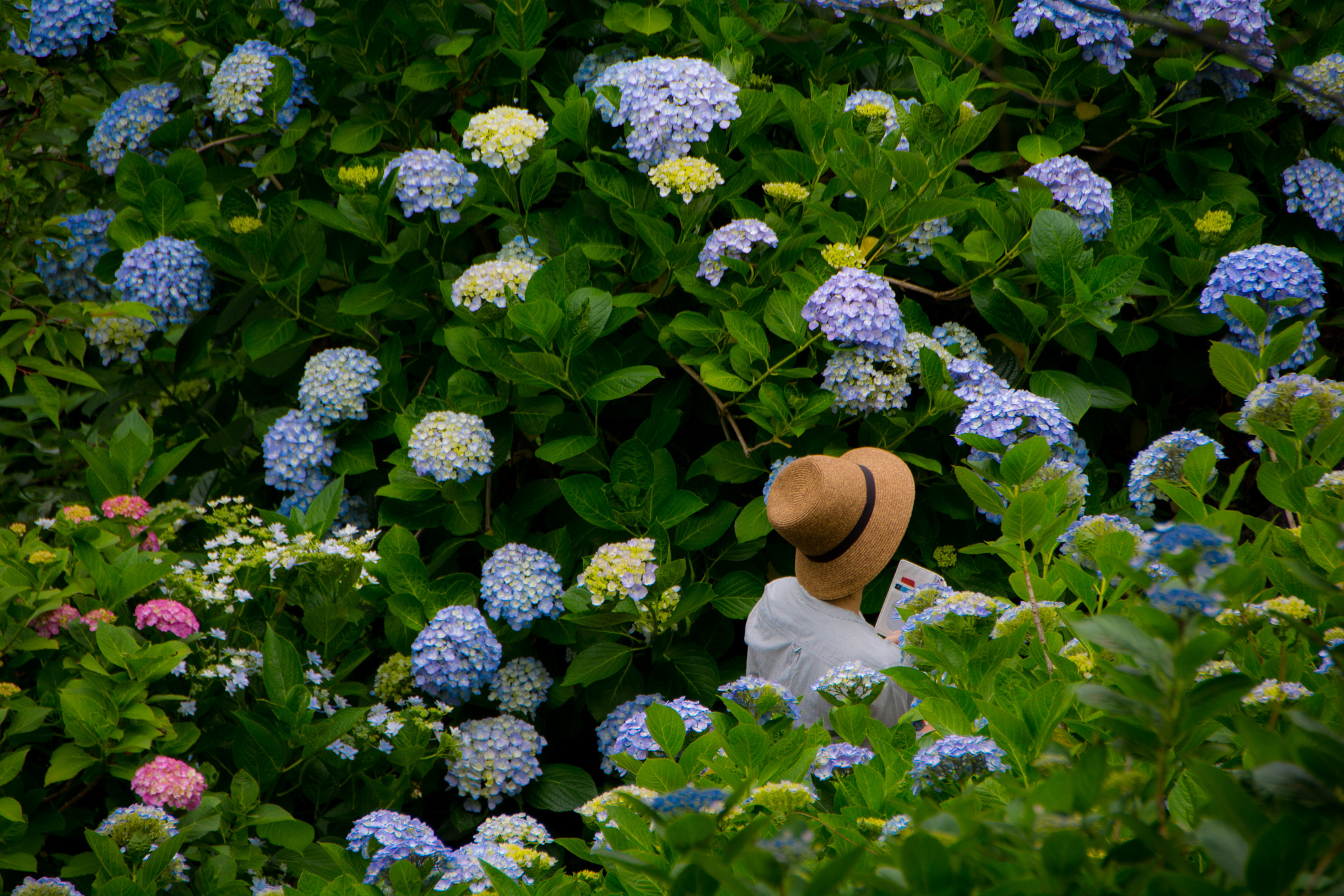 Nikon D7100 + Nikon PC-E Nikkor 24mm F3.5D ED Tilt-Shift sample photo. Blooms photography