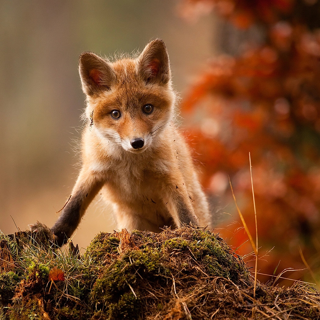Canon EF 100-400mm F4.5-5.6L IS USM sample photo. Fox photography