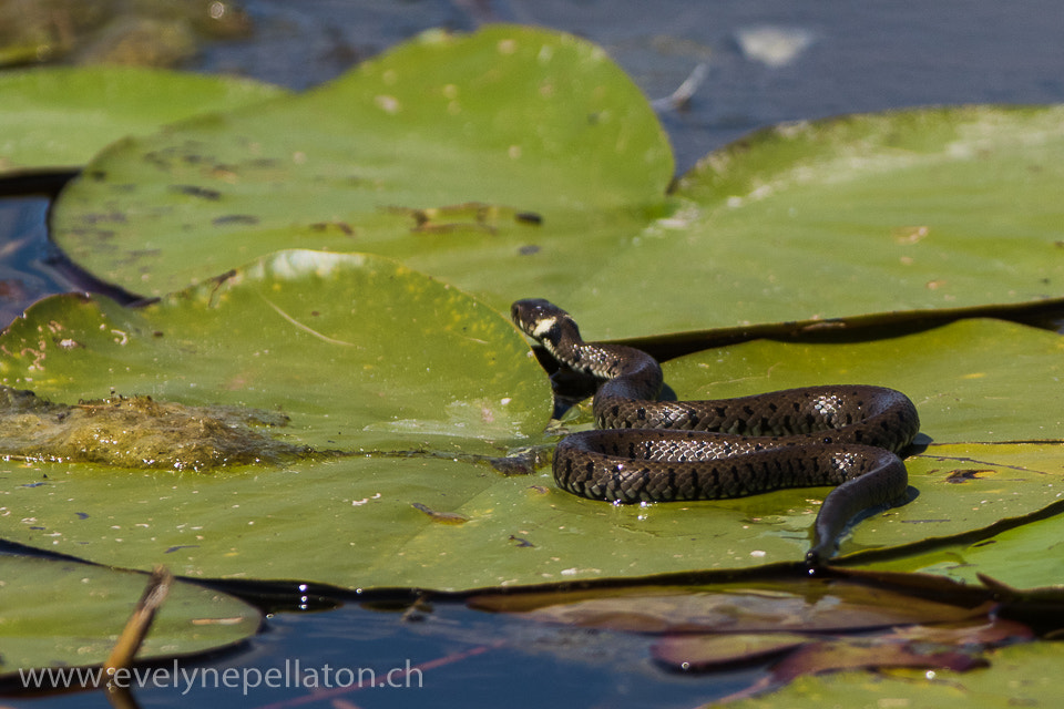 Canon EF 200-400mm F4L IS USM Extender 1.4x sample photo. Sur un nénuphar ... photography