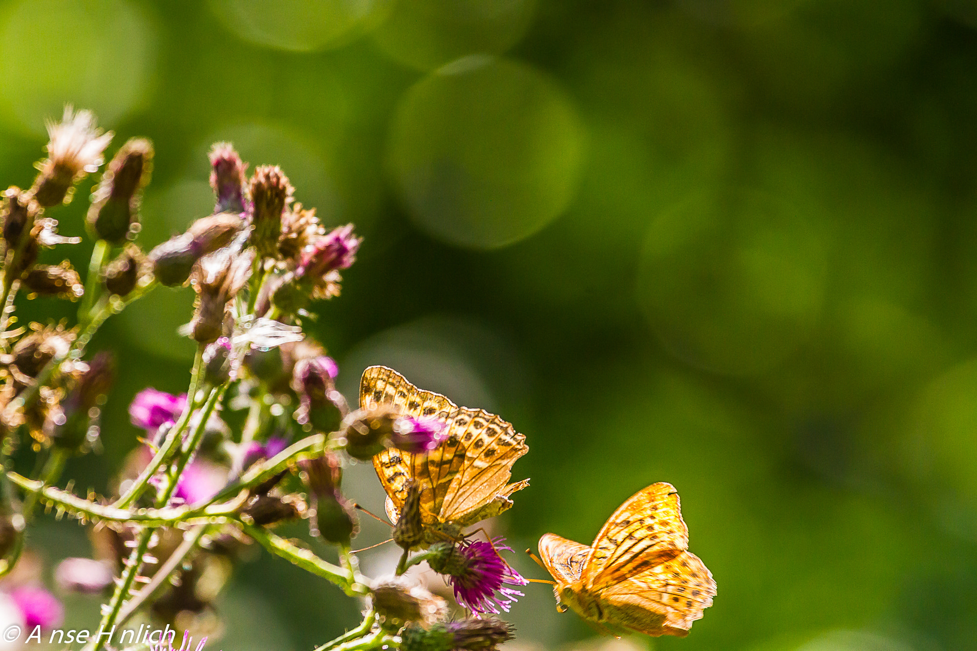 Canon EF 100-400mm F4.5-5.6L IS USM sample photo. Kaisermantel photography