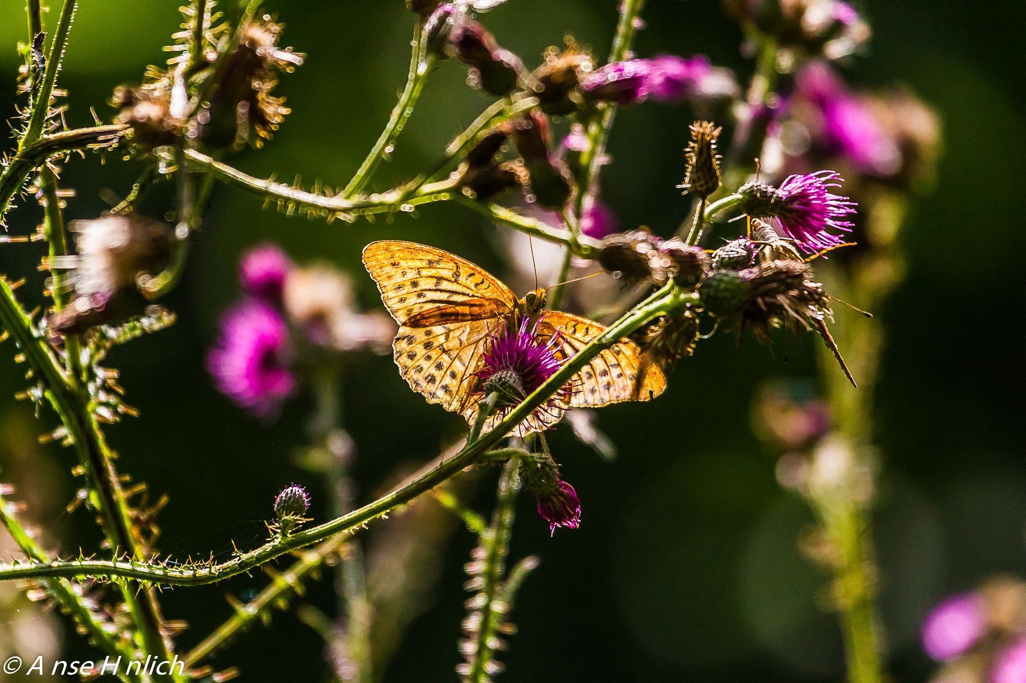Canon EF 100-400mm F4.5-5.6L IS USM sample photo. Kaisermantel photography