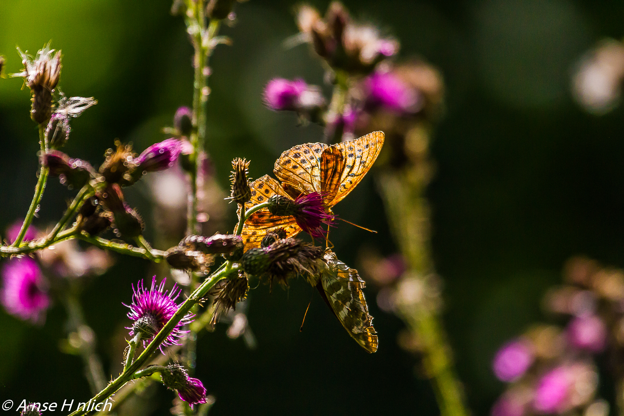 Canon EF 100-400mm F4.5-5.6L IS USM sample photo. Kaisermantel photography