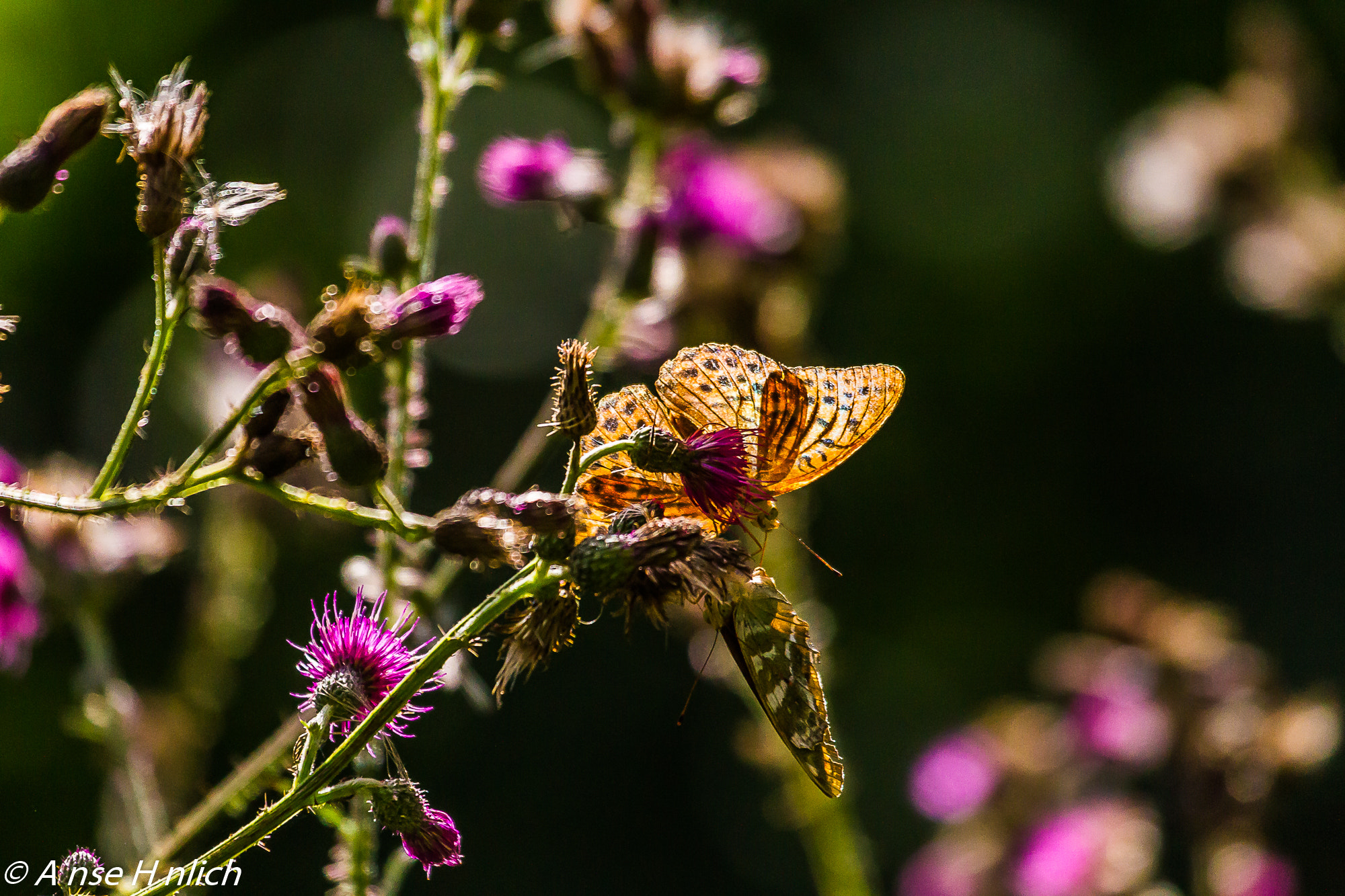 Canon EF 100-400mm F4.5-5.6L IS USM sample photo. Kaisermantel photography