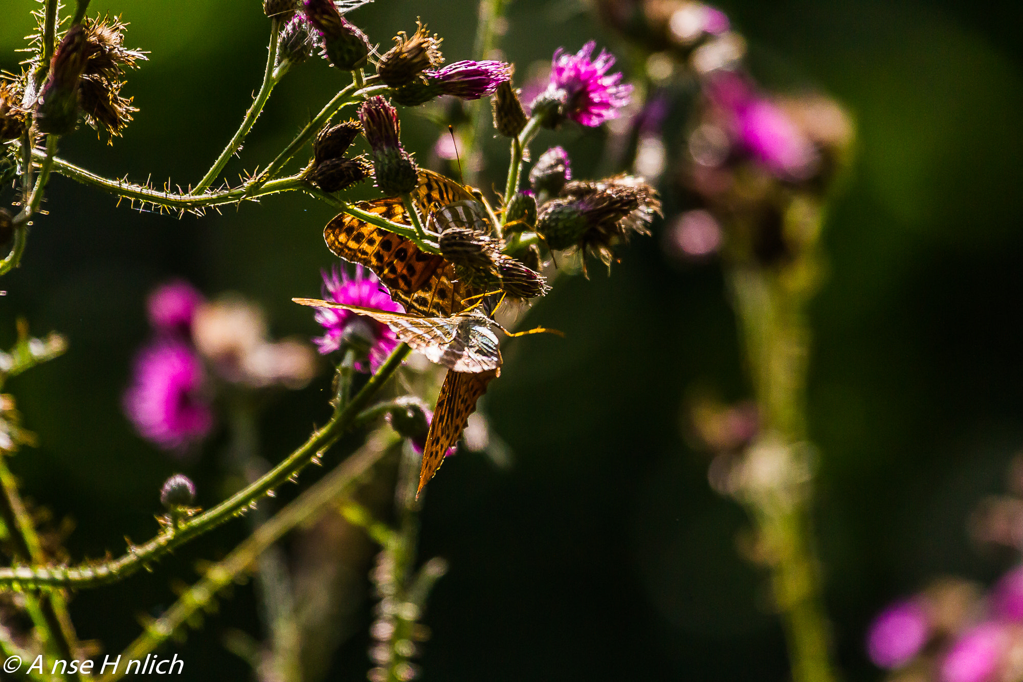 Canon EF 100-400mm F4.5-5.6L IS USM sample photo. Kaisermantel photography
