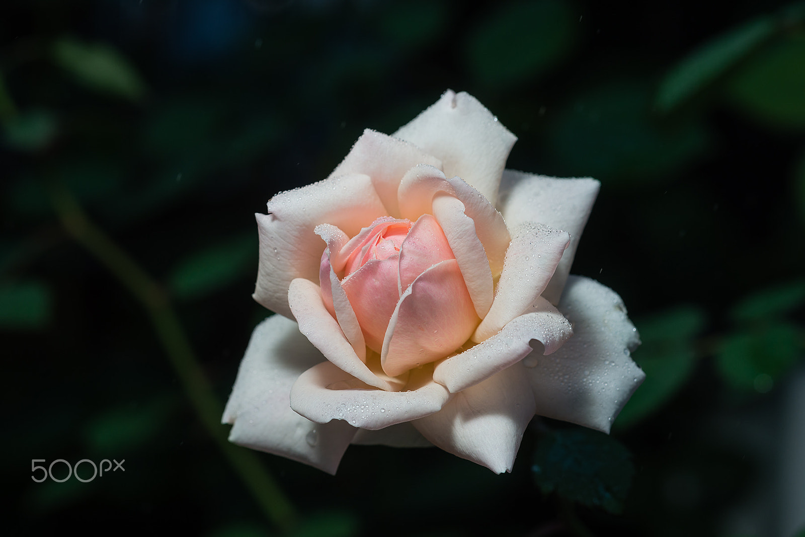 Sony a99 II + Sony 100mm F2.8 Macro sample photo. Maiden's heart photography