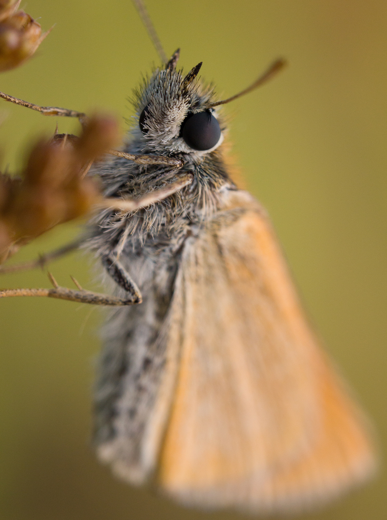 Olympus M.Zuiko Digital ED 60mm F2.8 Macro sample photo. Moth on soft pastel tones photography