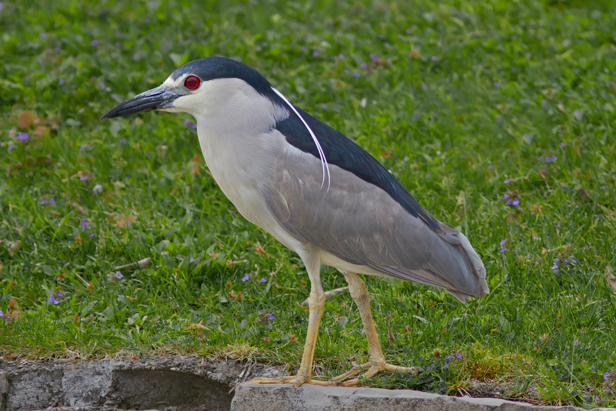 Canon EOS 7D + Canon EF 300mm F4L IS USM sample photo. Black-crowned night heron 3356 photography