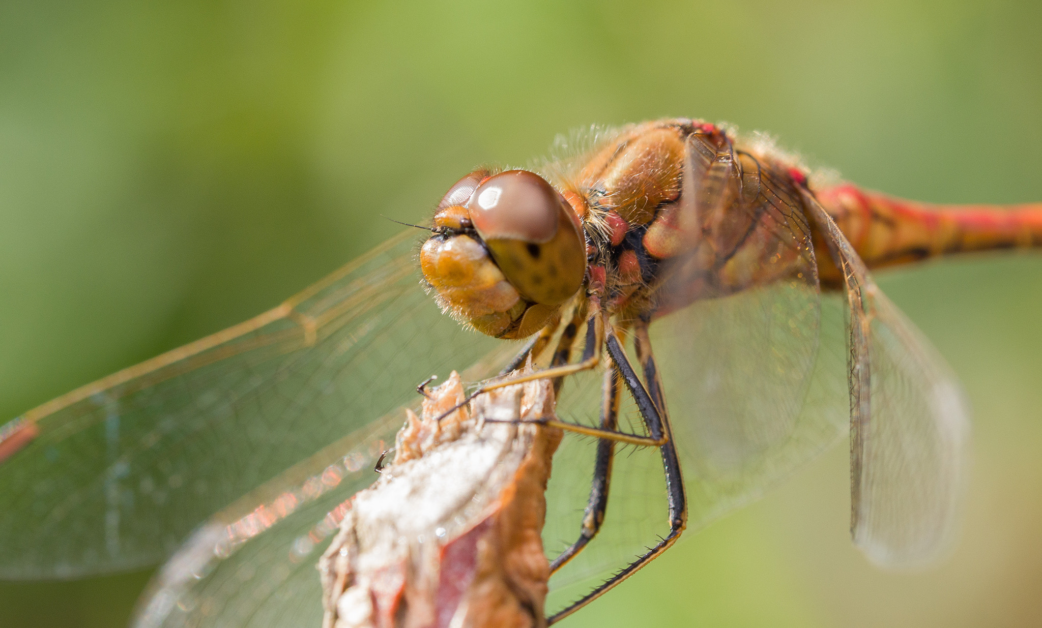 Olympus M.Zuiko Digital ED 60mm F2.8 Macro sample photo. Dragonfly holding on photography