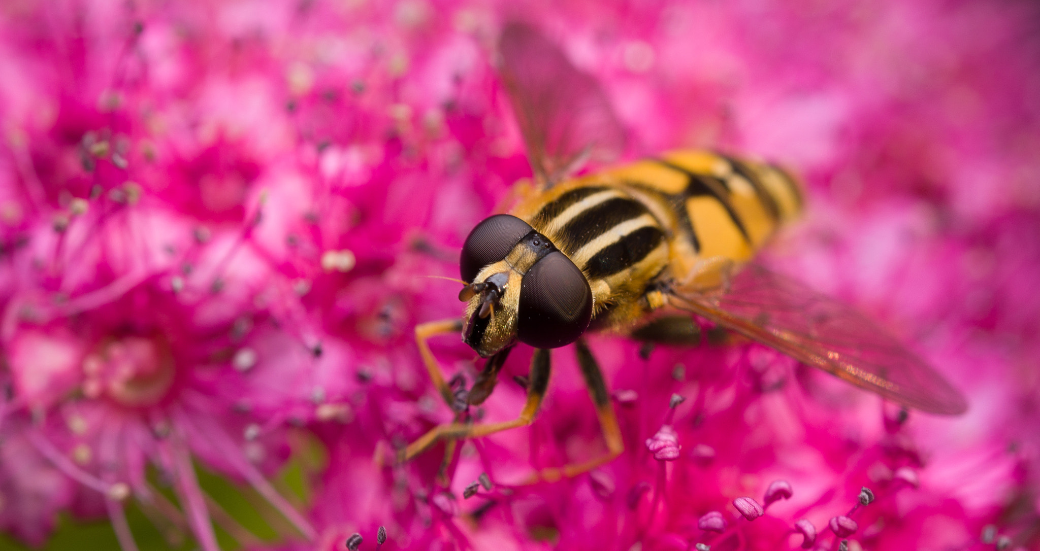 Olympus M.Zuiko Digital ED 60mm F2.8 Macro sample photo. Fly on pink photography