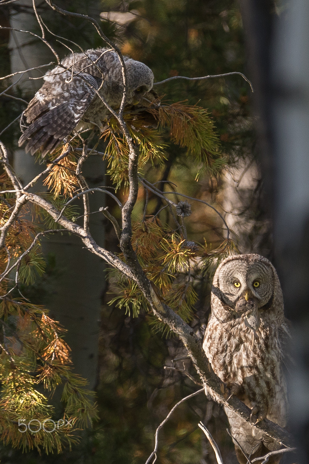 Canon EOS 7D Mark II + Canon EF 200-400mm F4L IS USM Extender 1.4x sample photo. Breakfast is ready for great grey owl photography